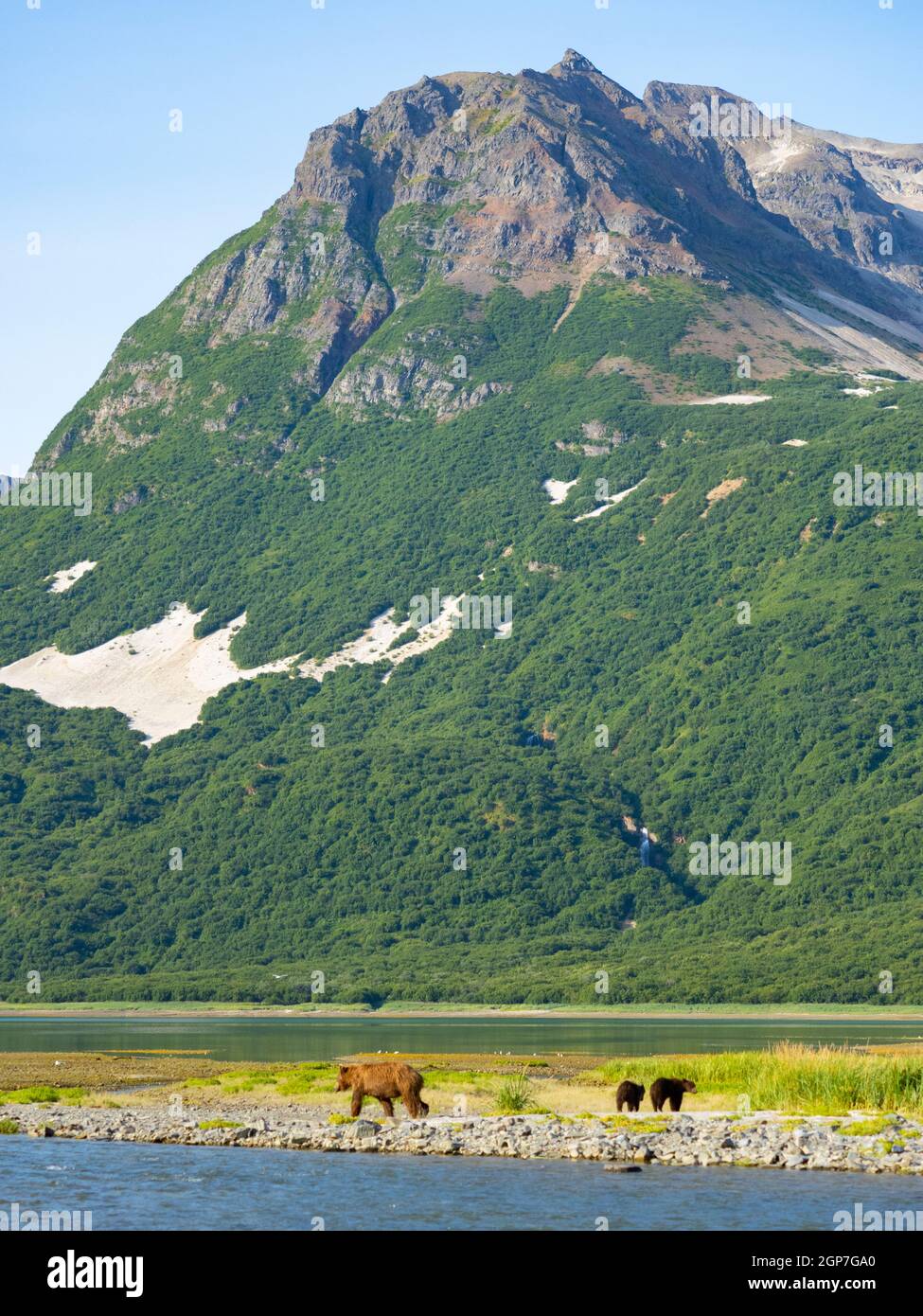 A Brown or Grizzly Bear, Geographic Harbor, Katmai National Park, Alaska. Stock Photo