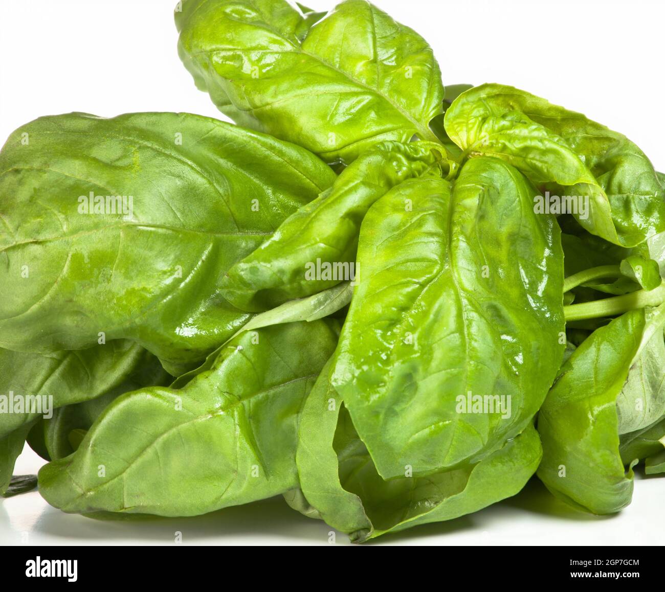 Basil bunch with paper isolated on white background Stock Photo - Alamy