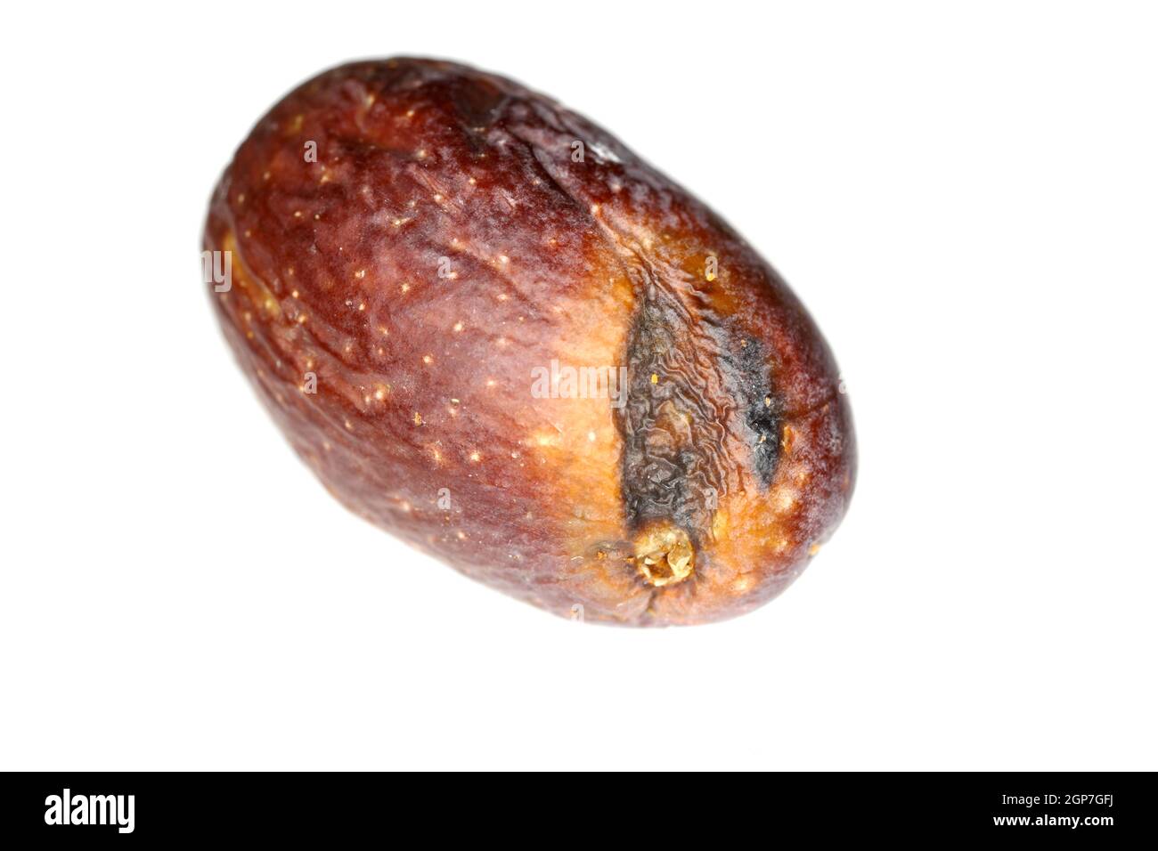 Olive fruit damaged by Olive Fruit fly- Bactrocera oleae. One of the most important olive pests. Stock Photo