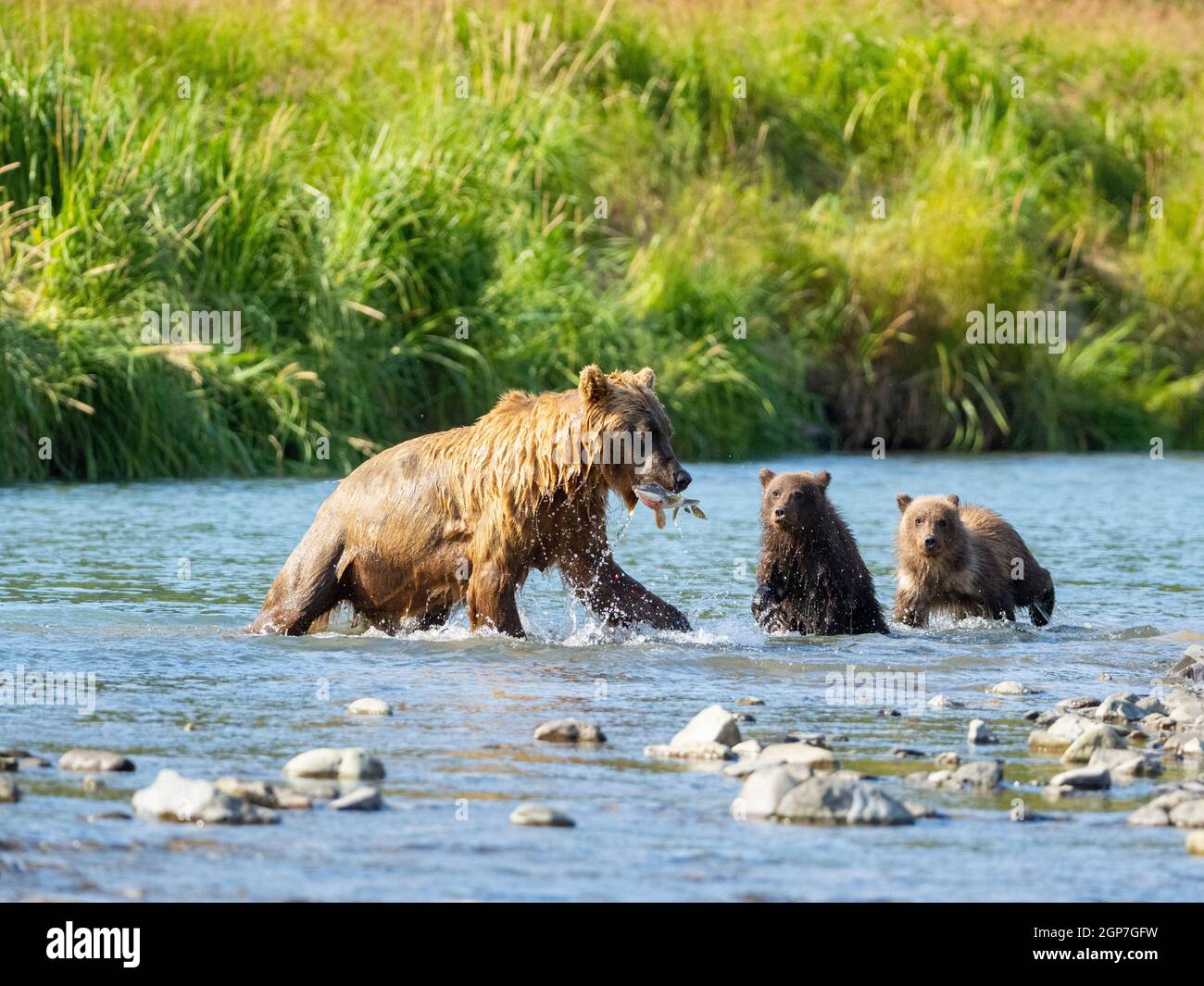 A Brown or Grizzly Bear, Geographic Harbor, Katmai National Park, Alaska. Stock Photo