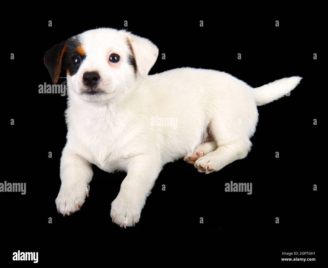 Jack russell puppy isolated on black background Stock Photo - Alamy