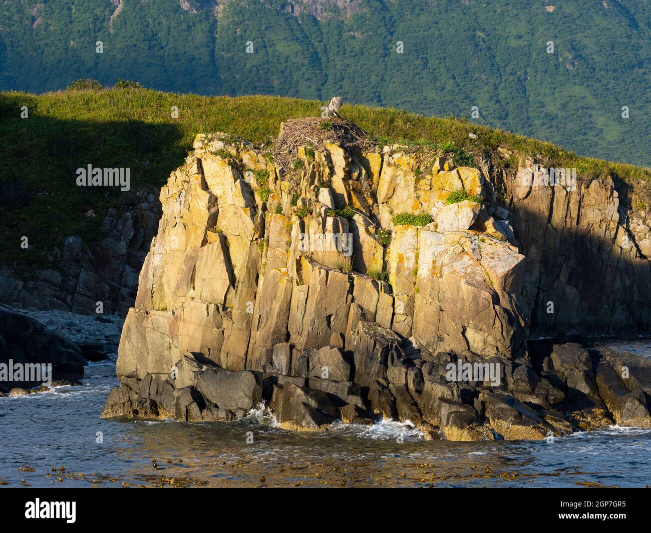 Bald Eagle nest, Katmai National Park, Alaska. Stock Photo