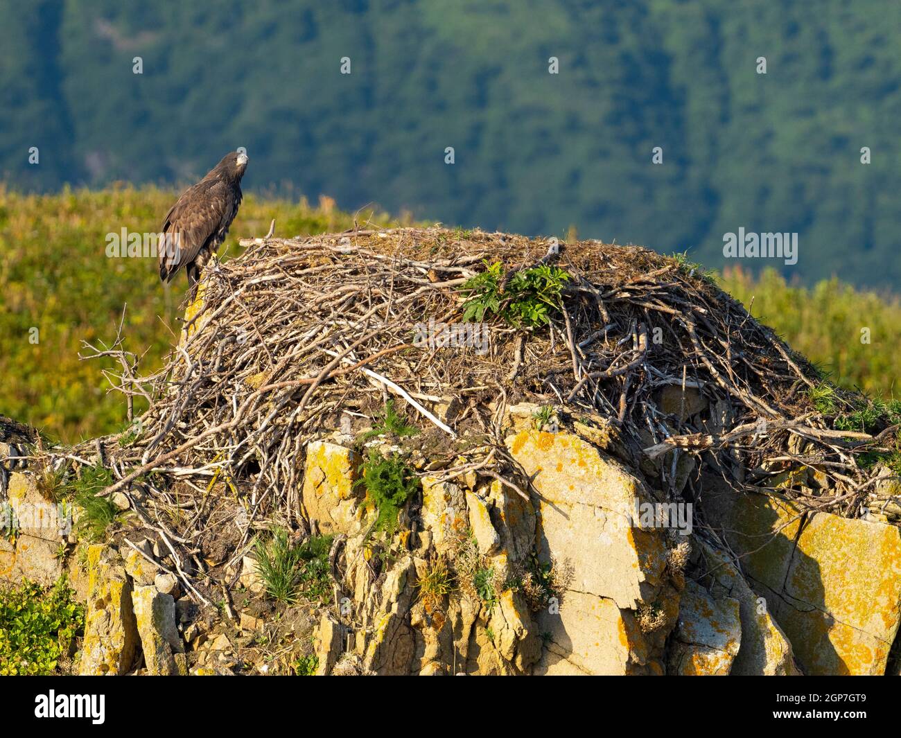 Bald Eagle nest, Katmai National Park, Alaska. Stock Photo