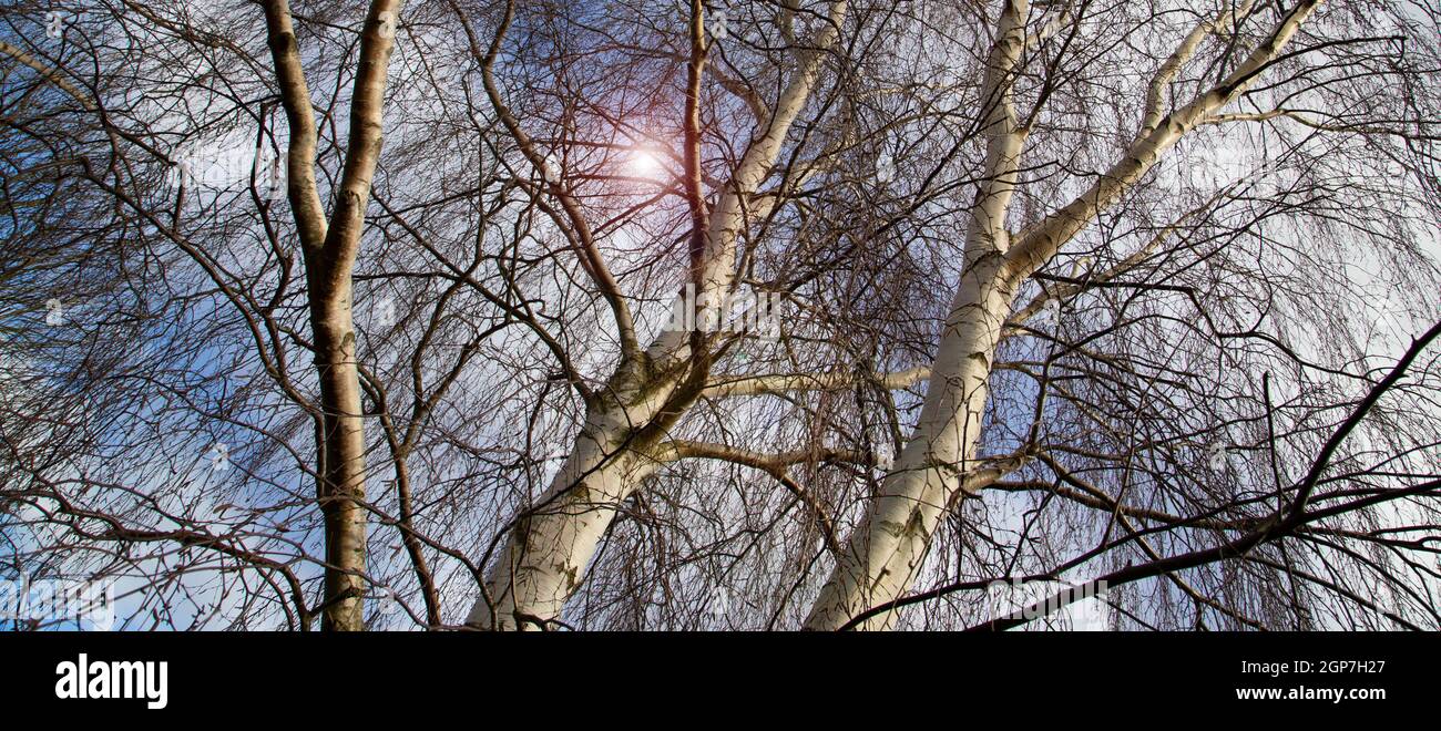 Tree canopy from below spring hi-res stock photography and images - Alamy