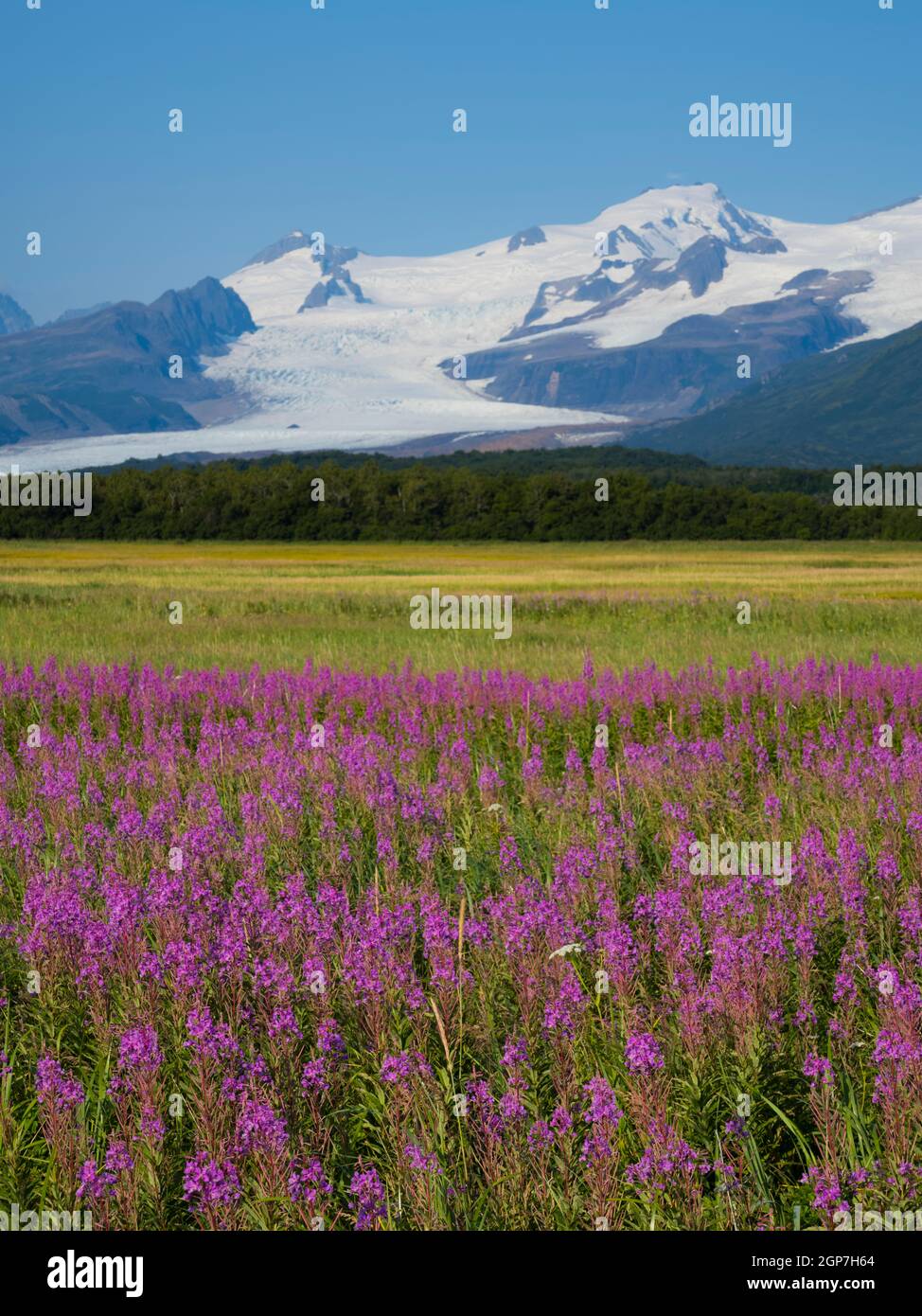Wildflowers glacier national park hi-res stock photography and images ...