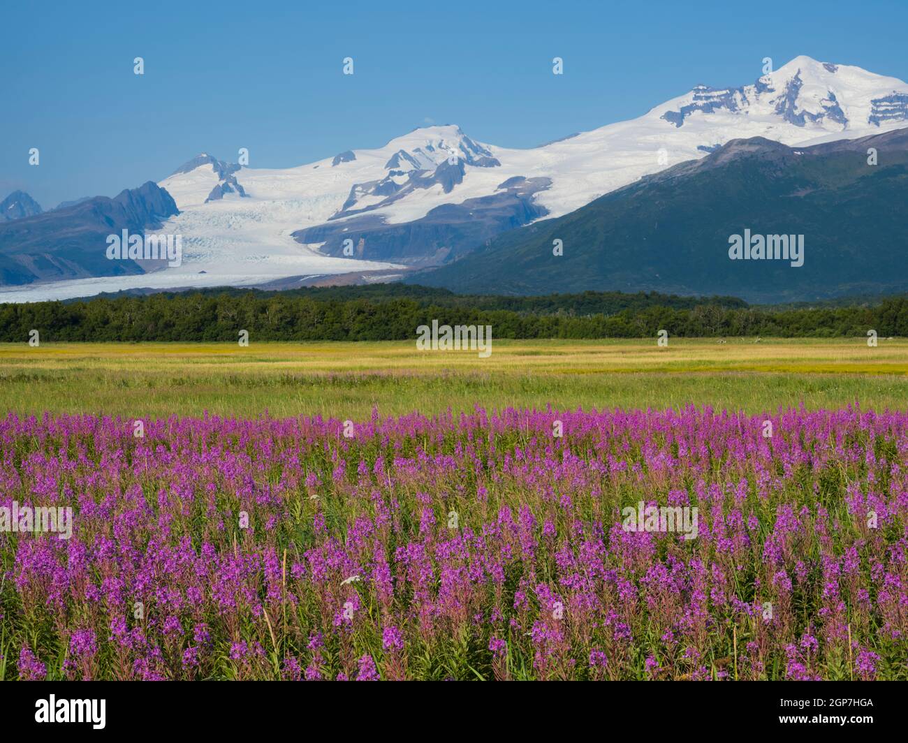 Wildflowers Glacier National Park High Resolution Stock Photography and ...