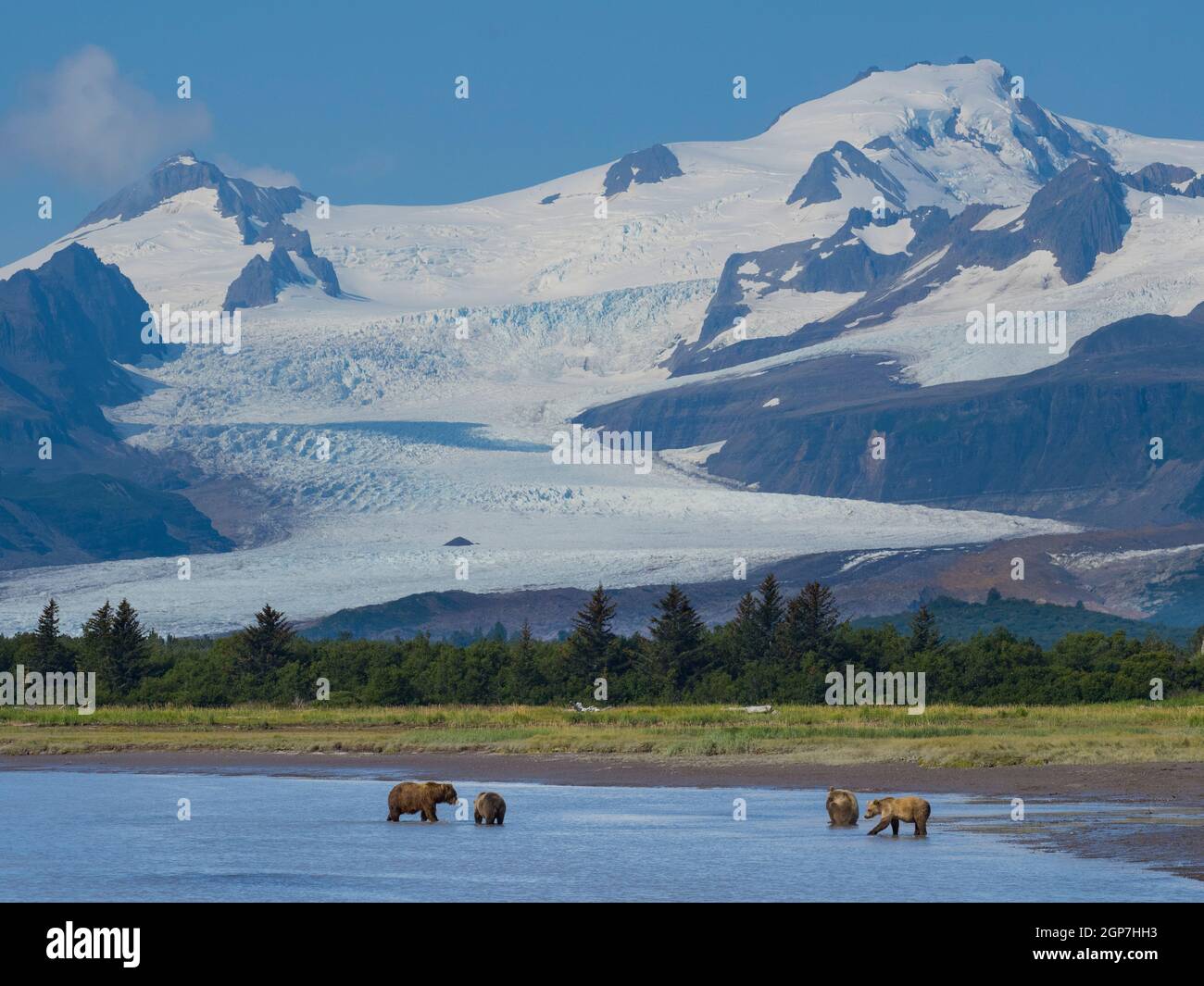 A Brown or Grizzly Bear, Hallo Bay, Katmai National Park, Alaska. Stock Photo