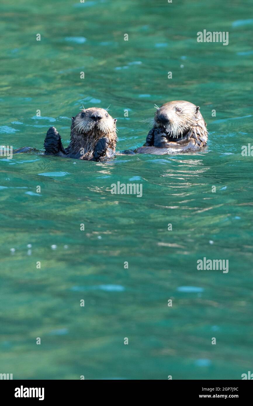 Sea otters, Kodiak, Alaska. Stock Photo