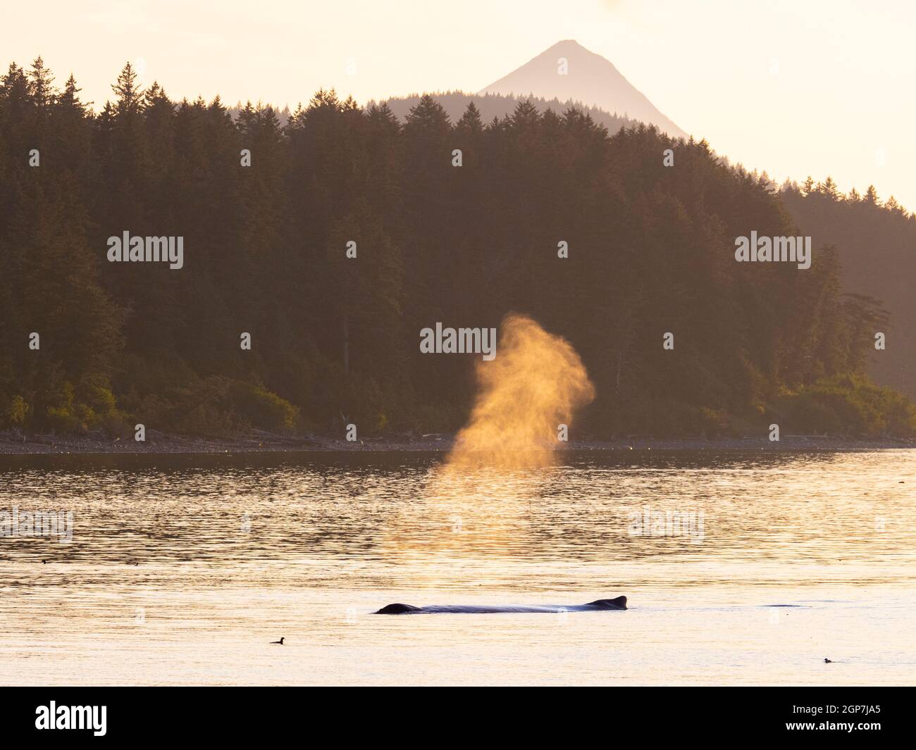 Humpback Whale, Kodiak, Alaska. Stock Photo