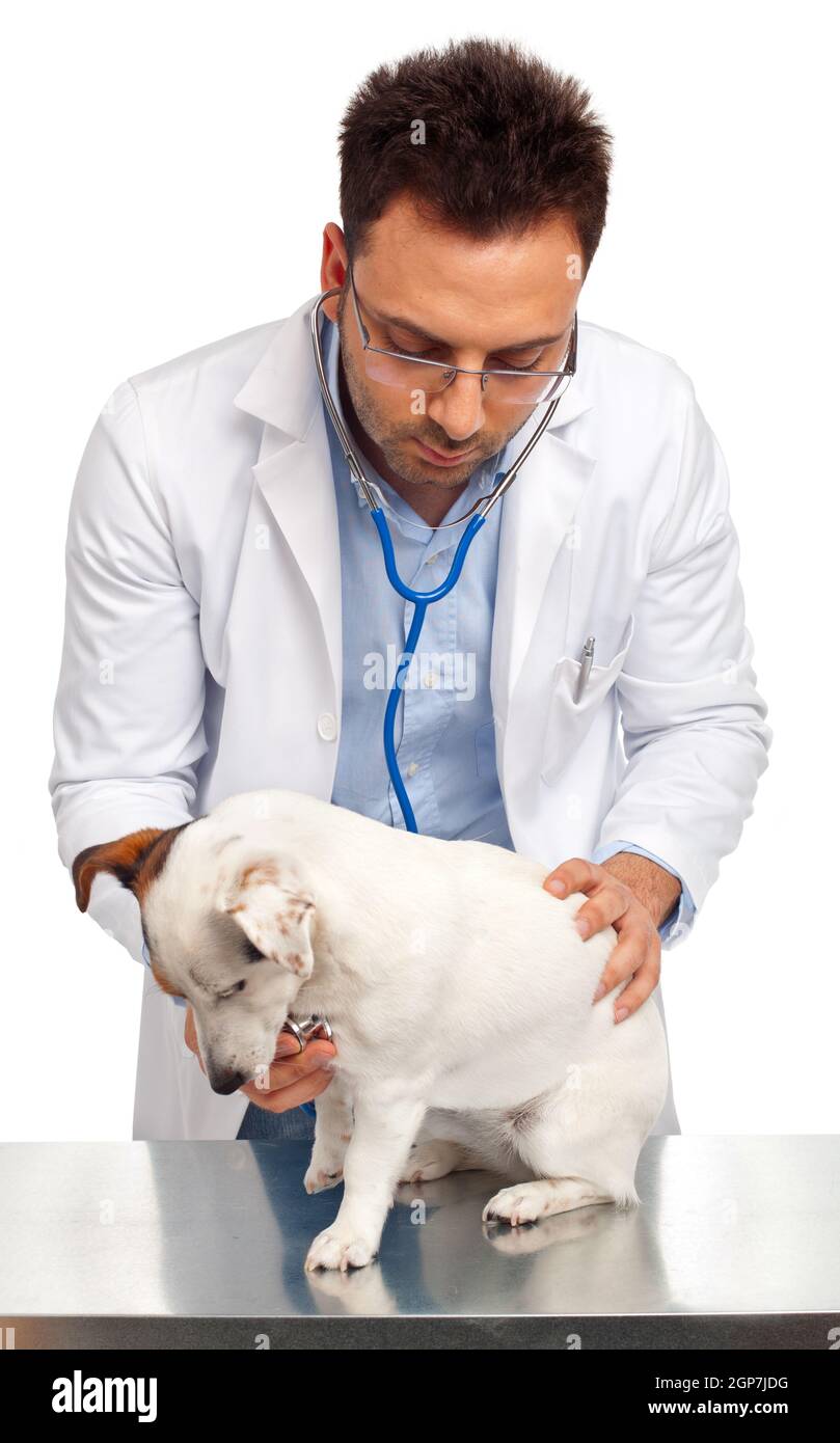 Veterinarian doctor with jack russell isolated on white Stock Photo