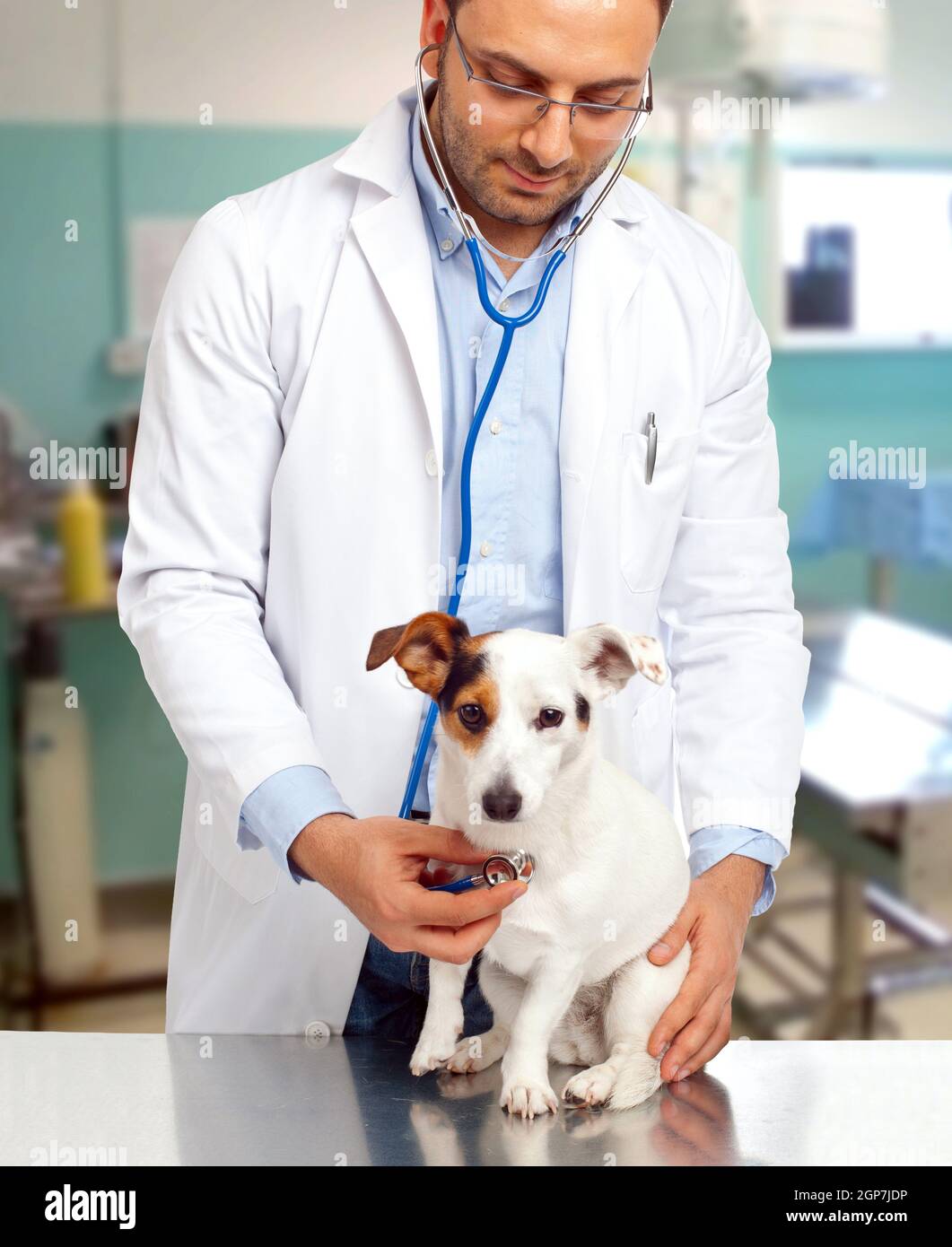 Veterinarian doctor performs a check to a jack russell dog Stock Photo