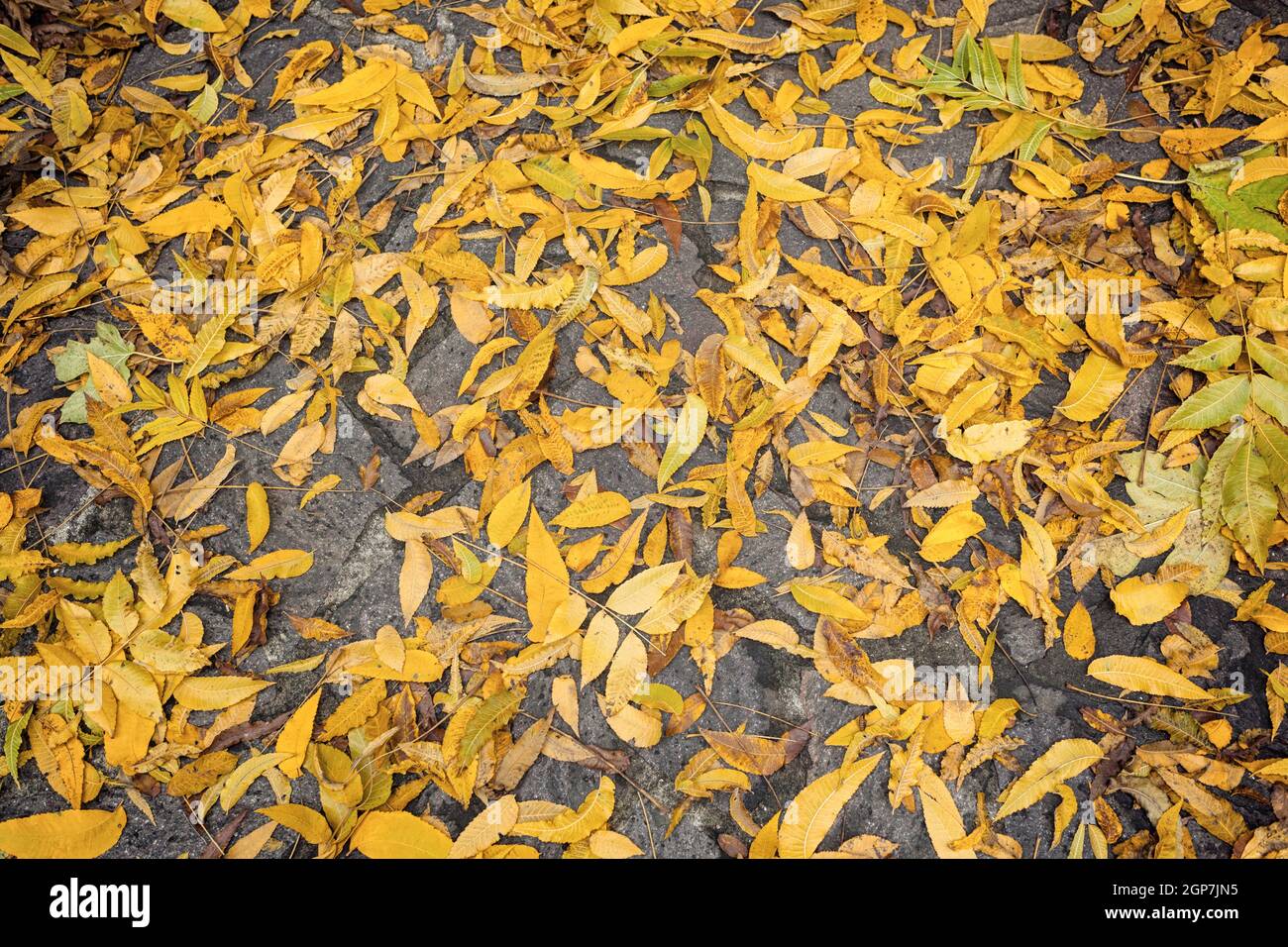 Top view of yellow fallen leaves background Stock Photo - Alamy