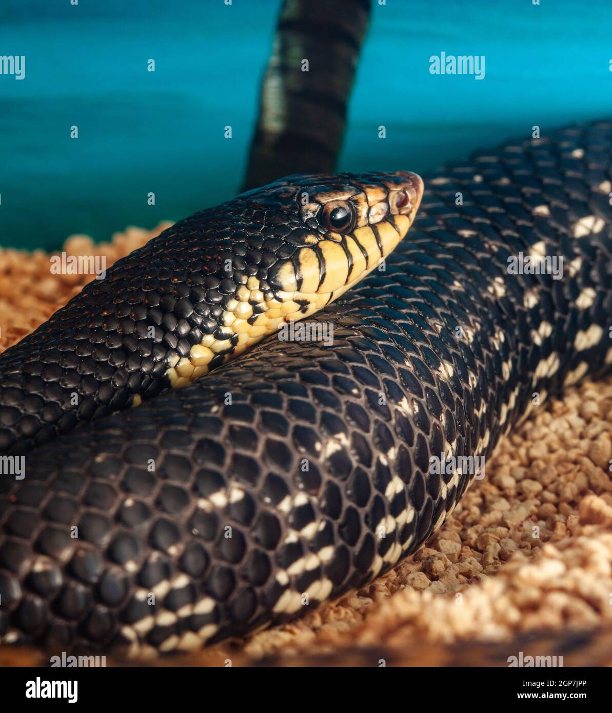 Leioheterodon madagascariensis or Malagasy Giant Hognose Snake Stock