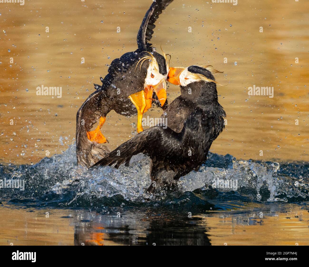 Tufted Puffin, Kodiak, Alaska. Stock Photo