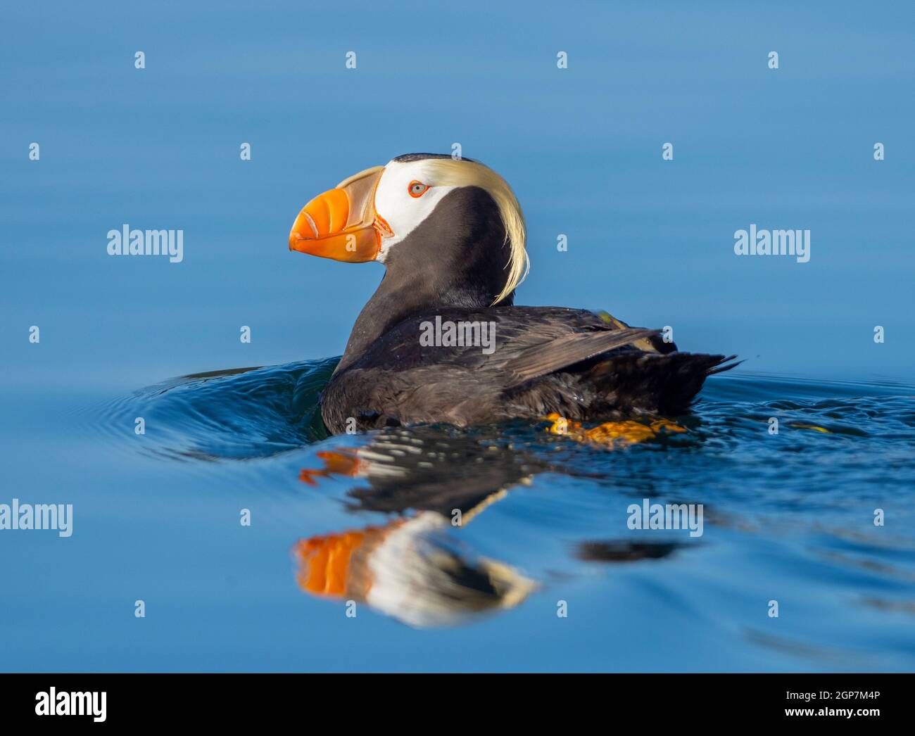 Tufted Puffin, Kodiak, Alaska. Stock Photo