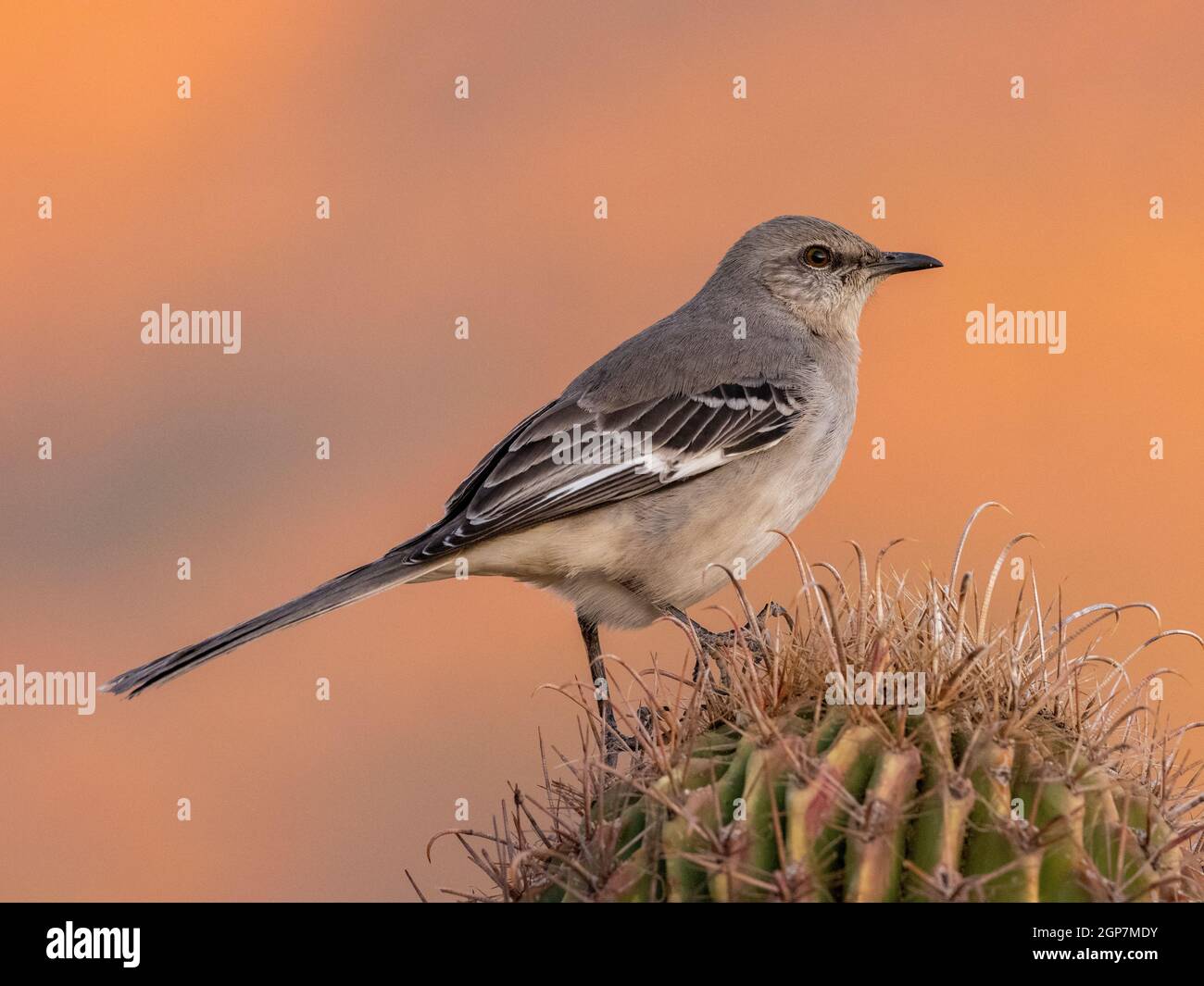 Northern Mockingbird, Marana, near Tucson, Arizona. Stock Photo