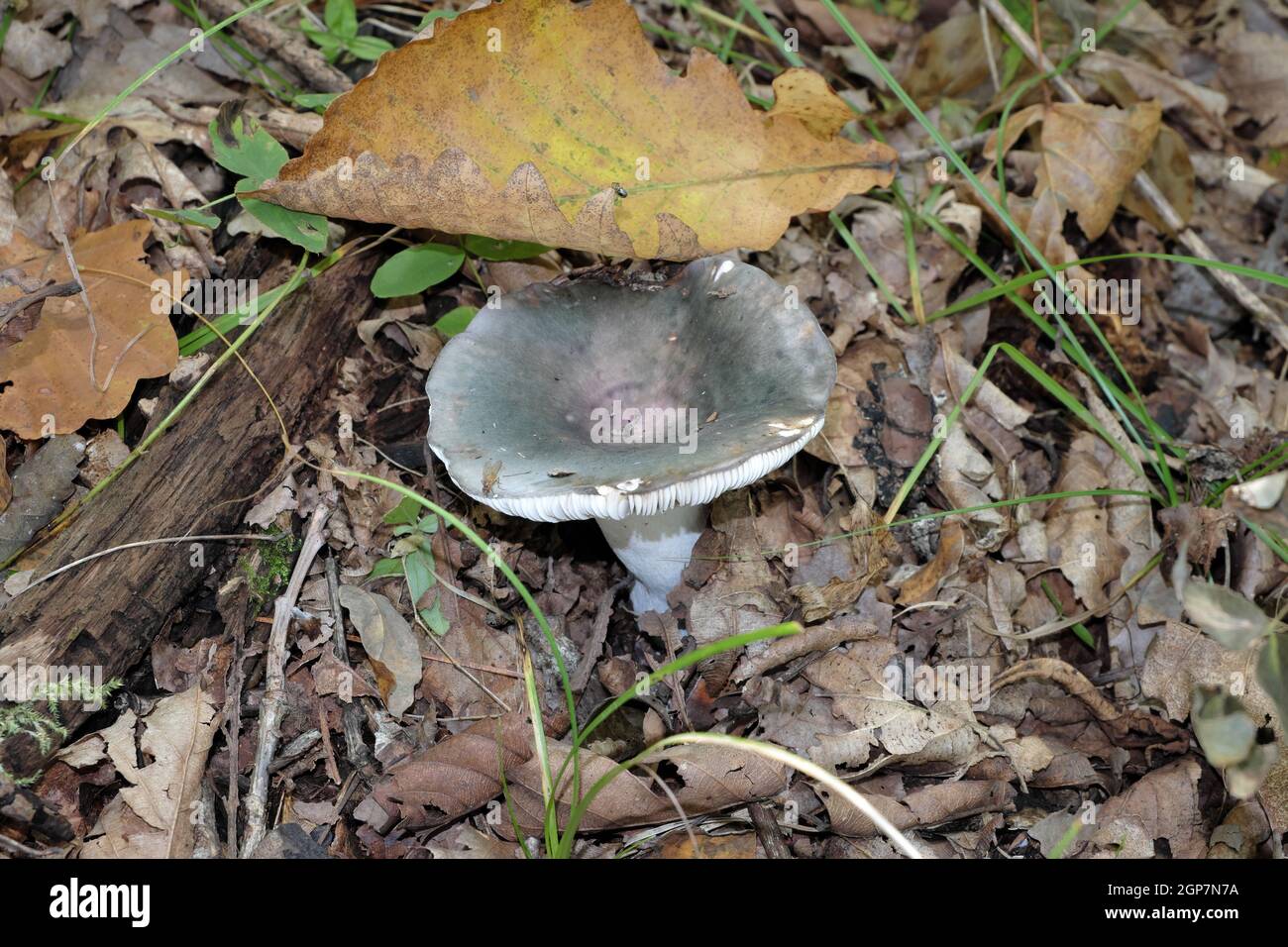 Russulaceae Russulaceae. Collecting mushrooms hidden among the fallen autumn leaves ...