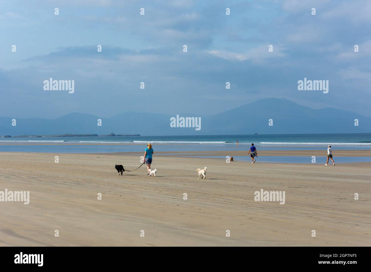 Dog walkers on Banna Beach, Ardfert, County Kerry, Republic of Ireland Stock Photo Alamy