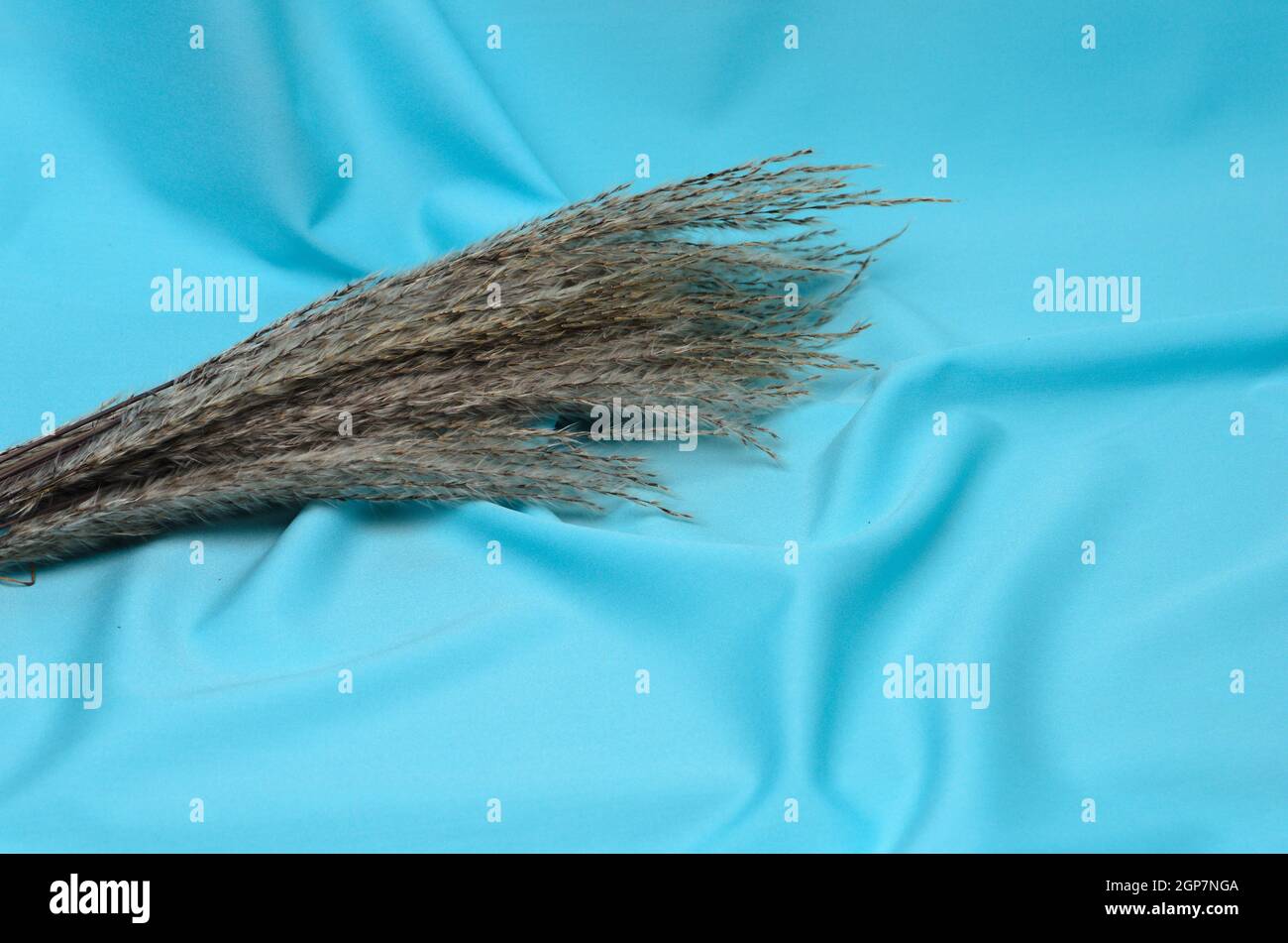 Autumn bouquet of reeds on a textured background made of soft blue ...