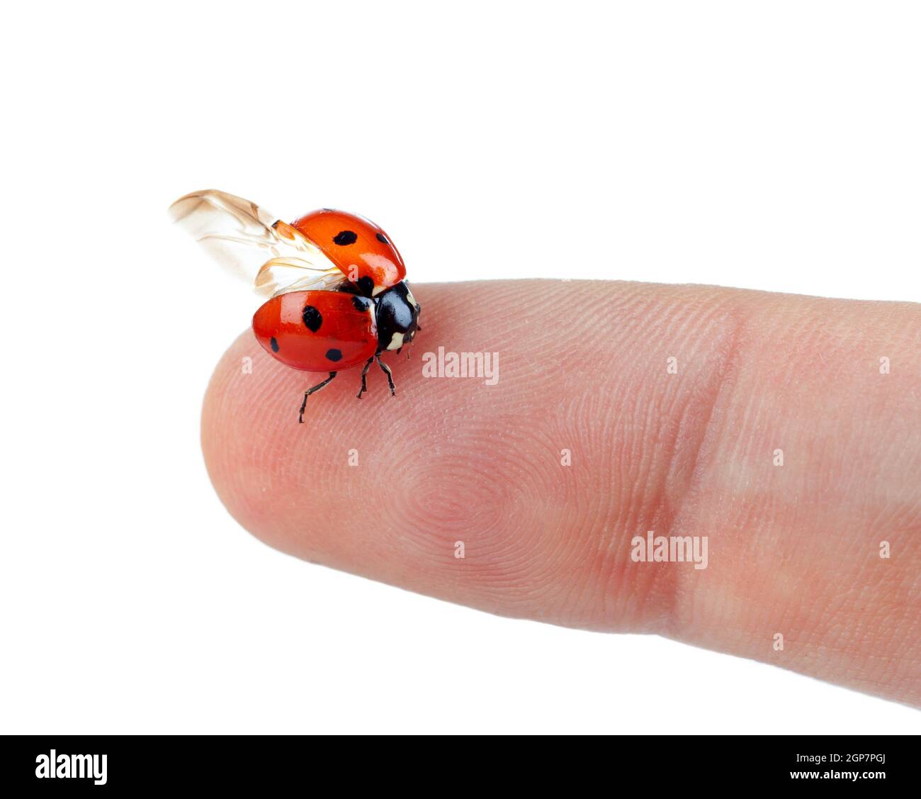 Macro of a ladybug sitting on finger isolated on white background Stock ...
