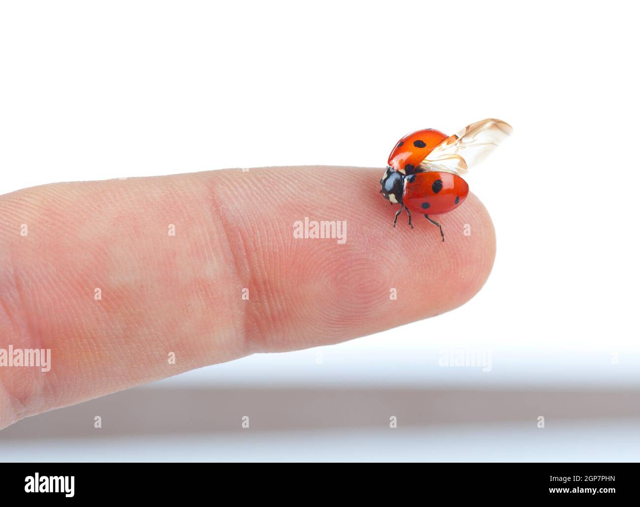 Macro of a ladybug sitting on finger isolated on white background Stock ...