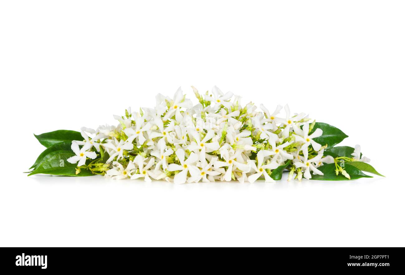 Beautiful Jasmine flowers isolated on white background Stock Photo - Alamy