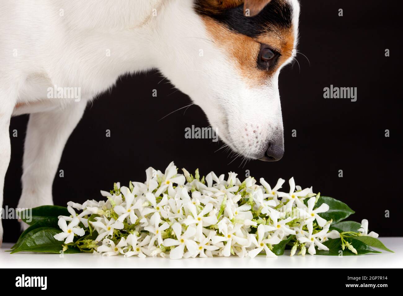 Jack Russell smells like jasmine flowers on black background Stock