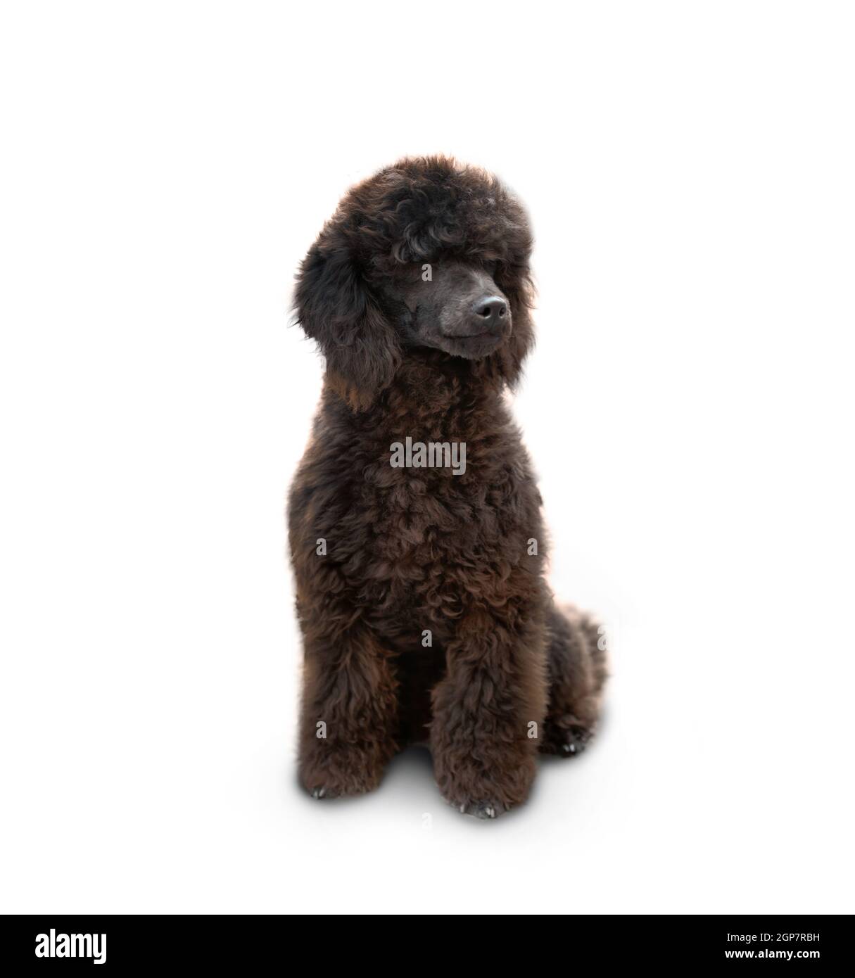 Poodle dog sitting isolated on white background Stock Photo - Alamy