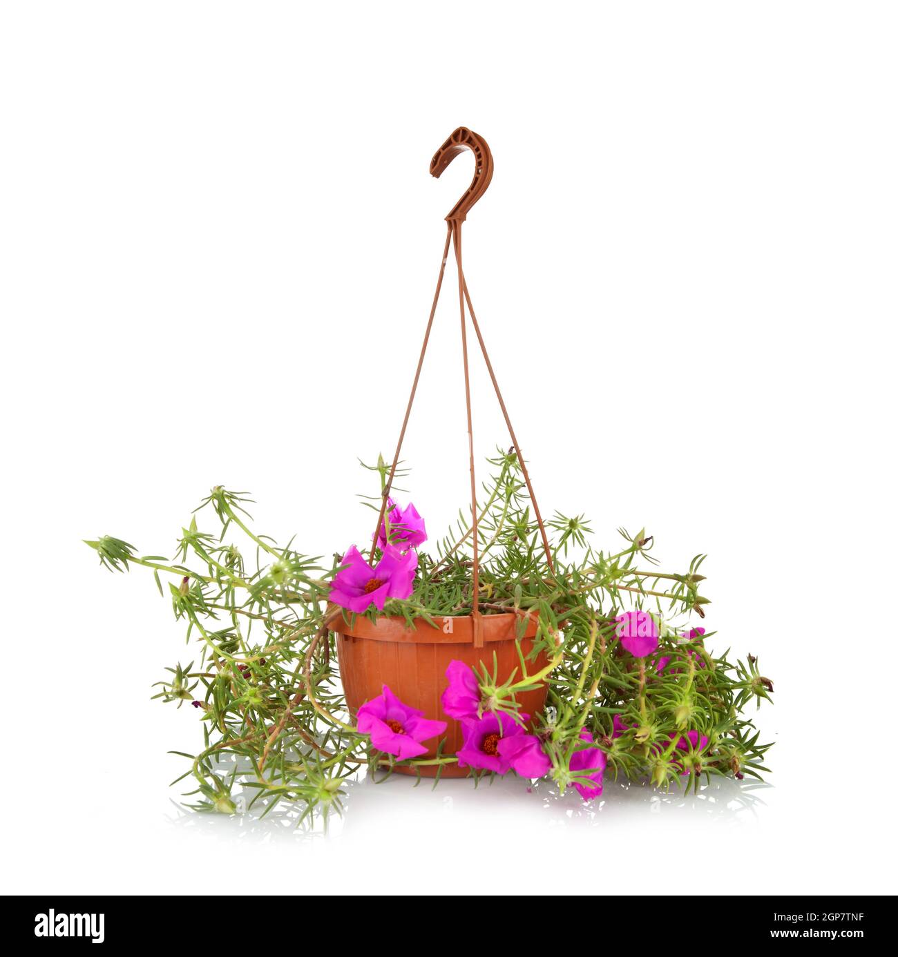 Moss Rose Portulaca grandiflora in pots to hang on white background