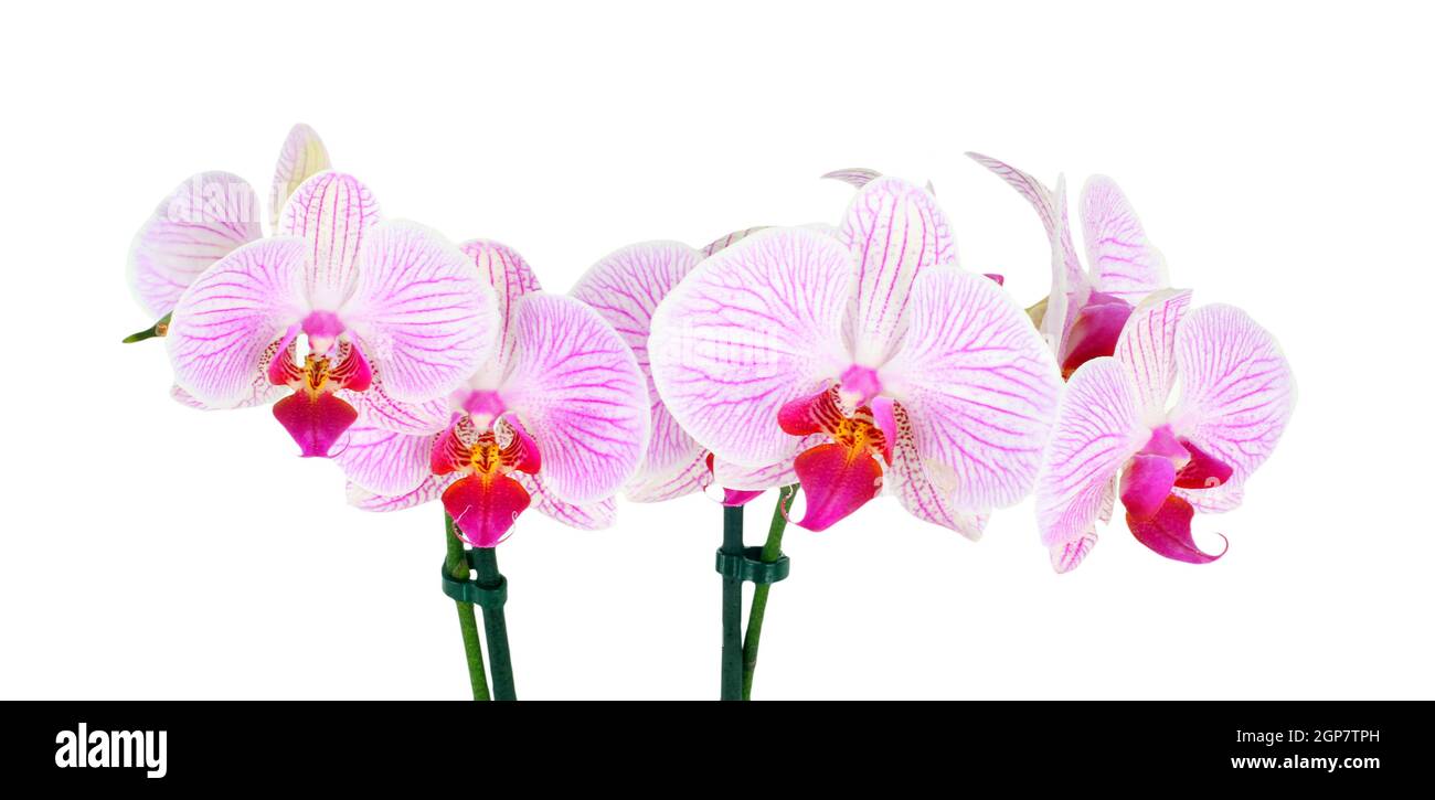 Pink orchid flowers on white background Stock Photo - Alamy