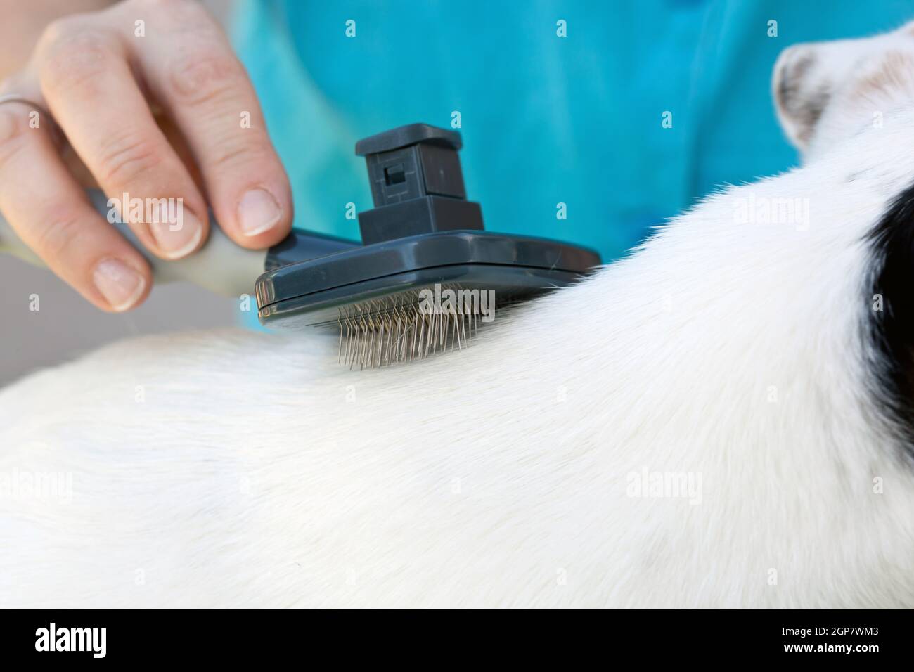 Grooming a jack russel with brush Stock Photo Alamy