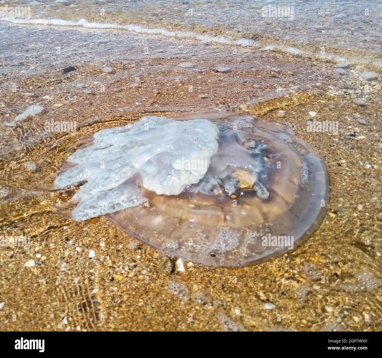 Dead jellyfish in shallow water. Jellyfish Rhizostoma root rope, thrown