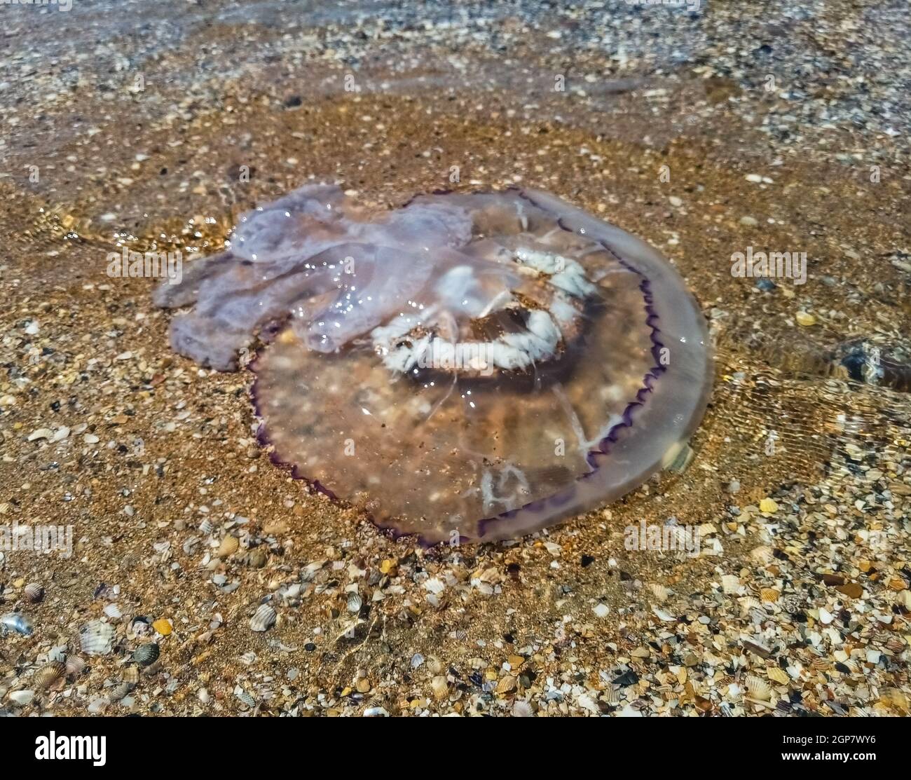 Dead jellyfish in shallow water. Jellyfish Rhizostoma root rope, thrown
