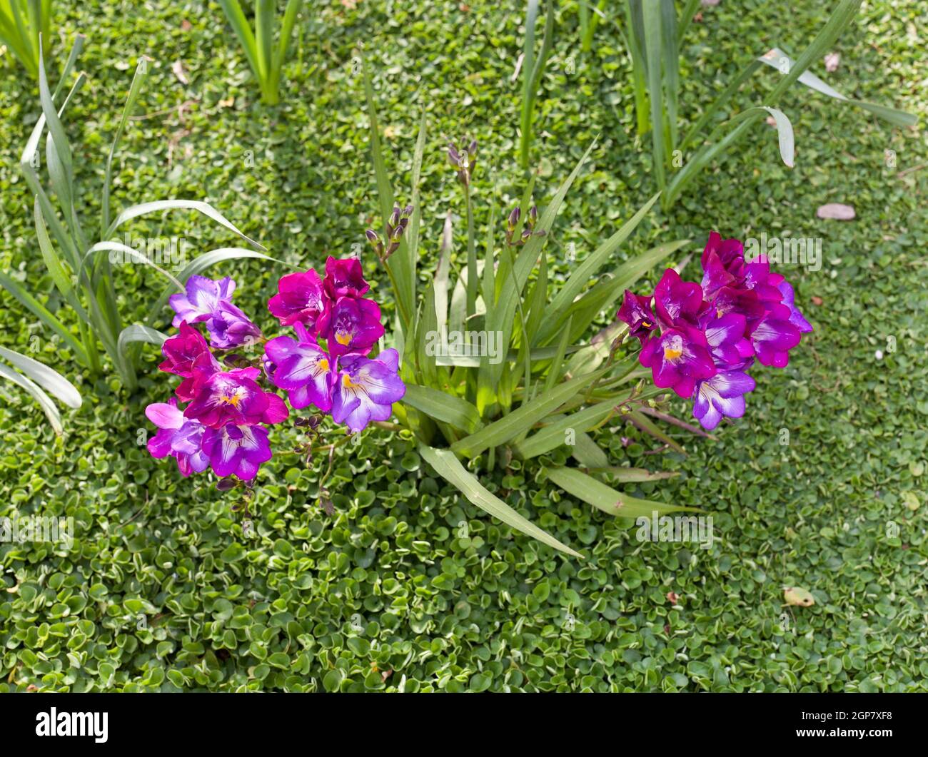 Beautiful purple freesia in the garden Stock Photo