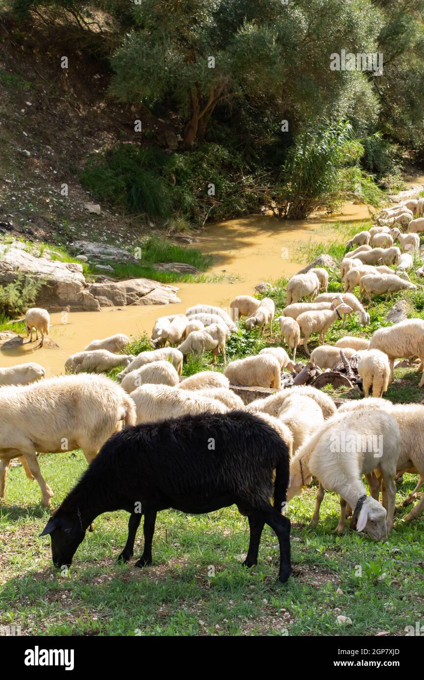 Huge sheep and goat herd grazing on the green hill in mountains Stock ...