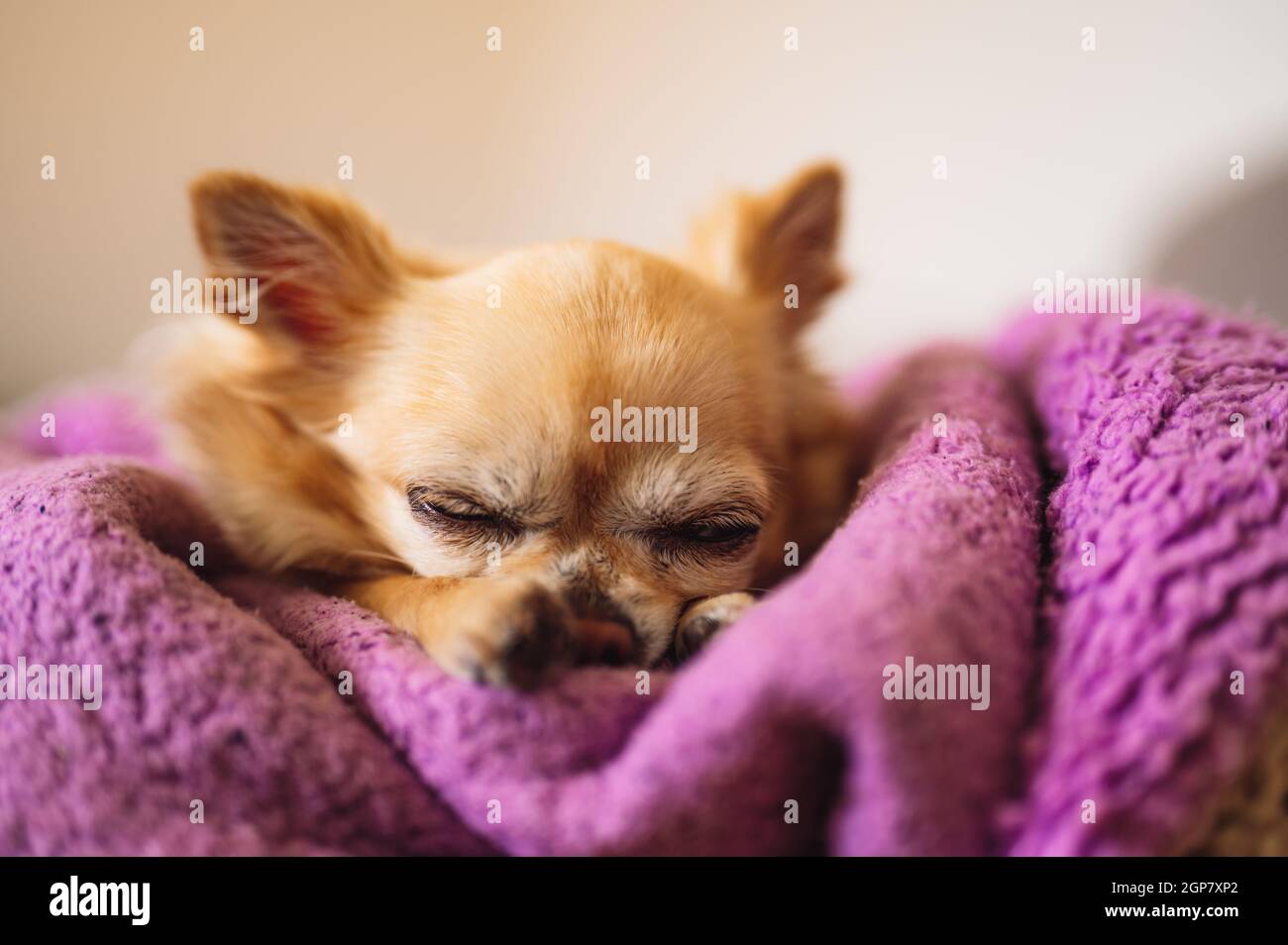 Little cute chihuahua sleeping on a purple blanket. Front view. Stock Photo