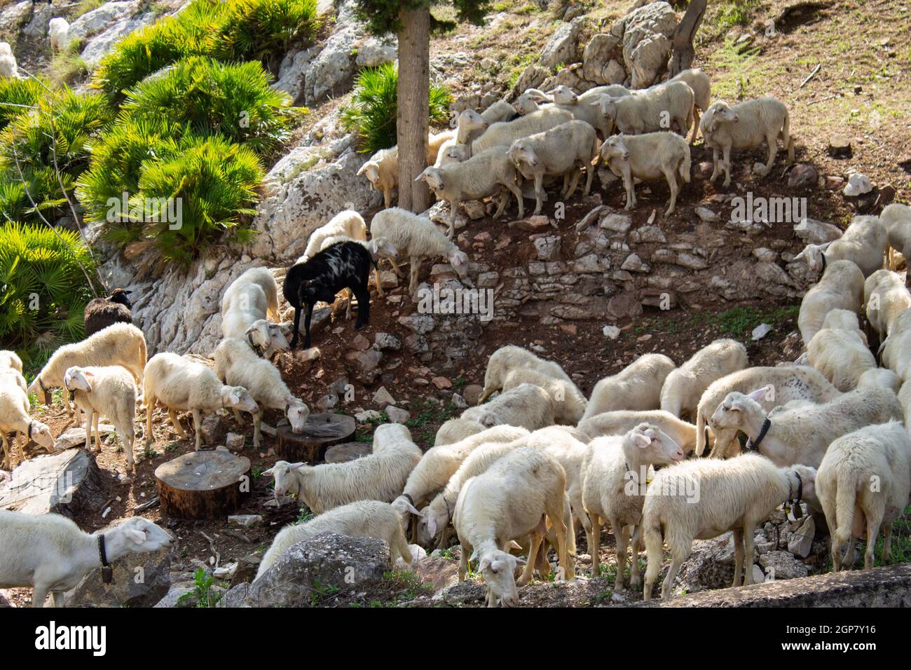 Huge sheep and goat herd grazing on the green hill in mountains Stock ...