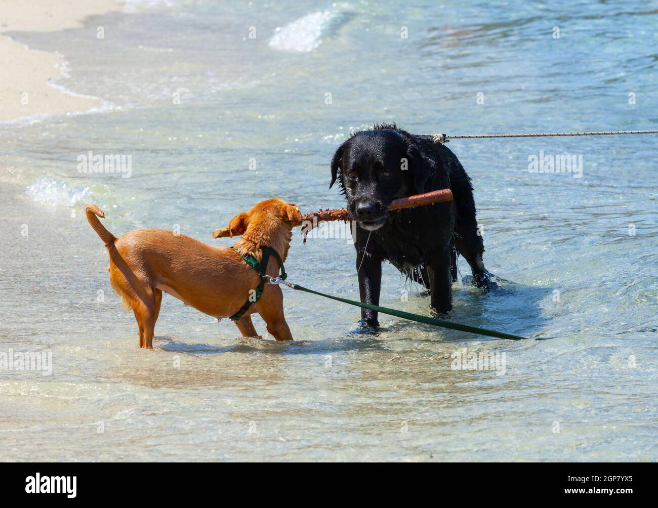 Two dogs playing tug of war with stick on the beach Stock Photo Alamy