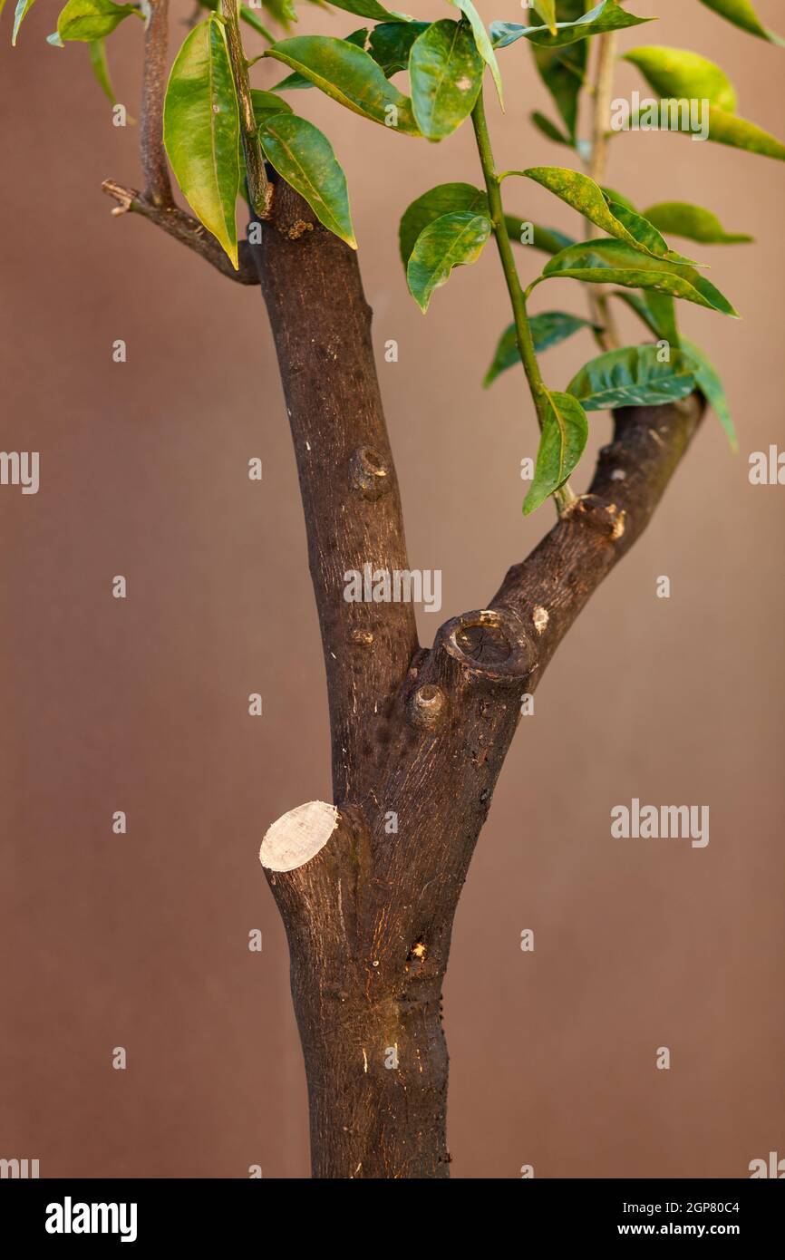 Lemon plant with cut branch. Pruning performed to recover the diseased plant. Stock Photo