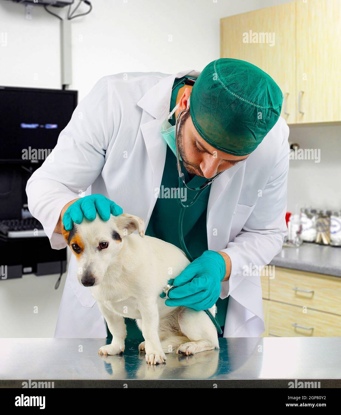 Veterinarian doctor examines the heart of a Russell jack Stock Photo