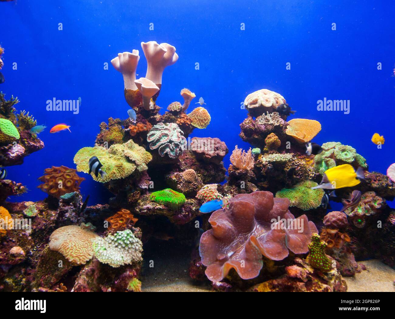 Photo of a tropical fish on a coral reef in an aquarium Stock Photo - Alamy