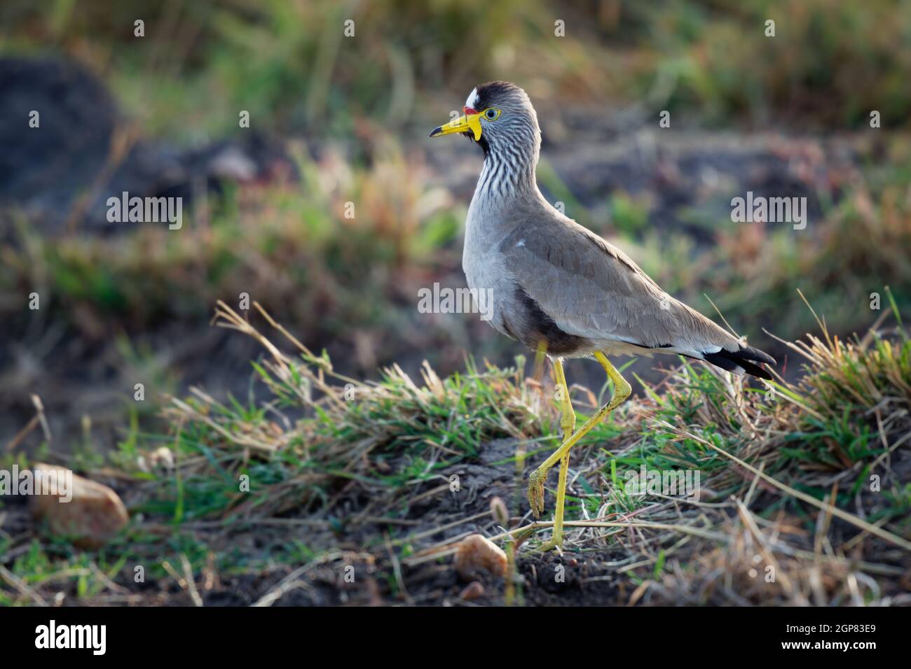 African wattled lapwing - Vanellus senegallus also Senegal wattled plover, large grey brown wading bird in family Charadriidae, resident breeder in su Stock Photo