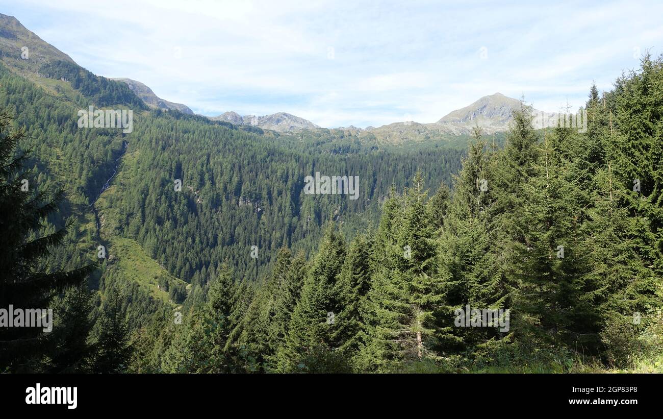 Beautiful forest with fir trees Stock Photo - Alamy