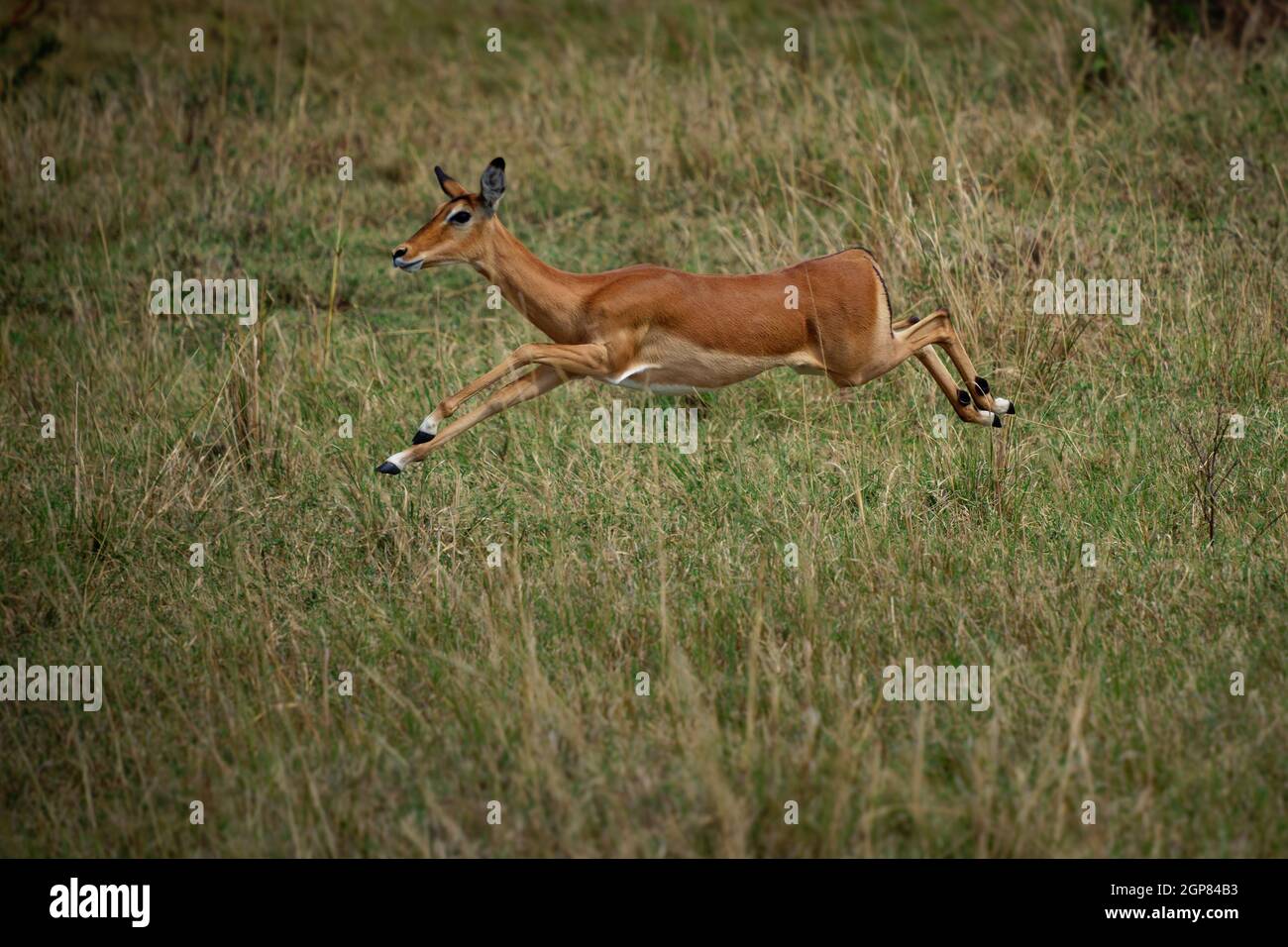 Impala - Aepyceros melampus medium-sized antelope found in eastern and southern Africa. The sole member of the genus Aepyceros, jumping and fast runni Stock Photo