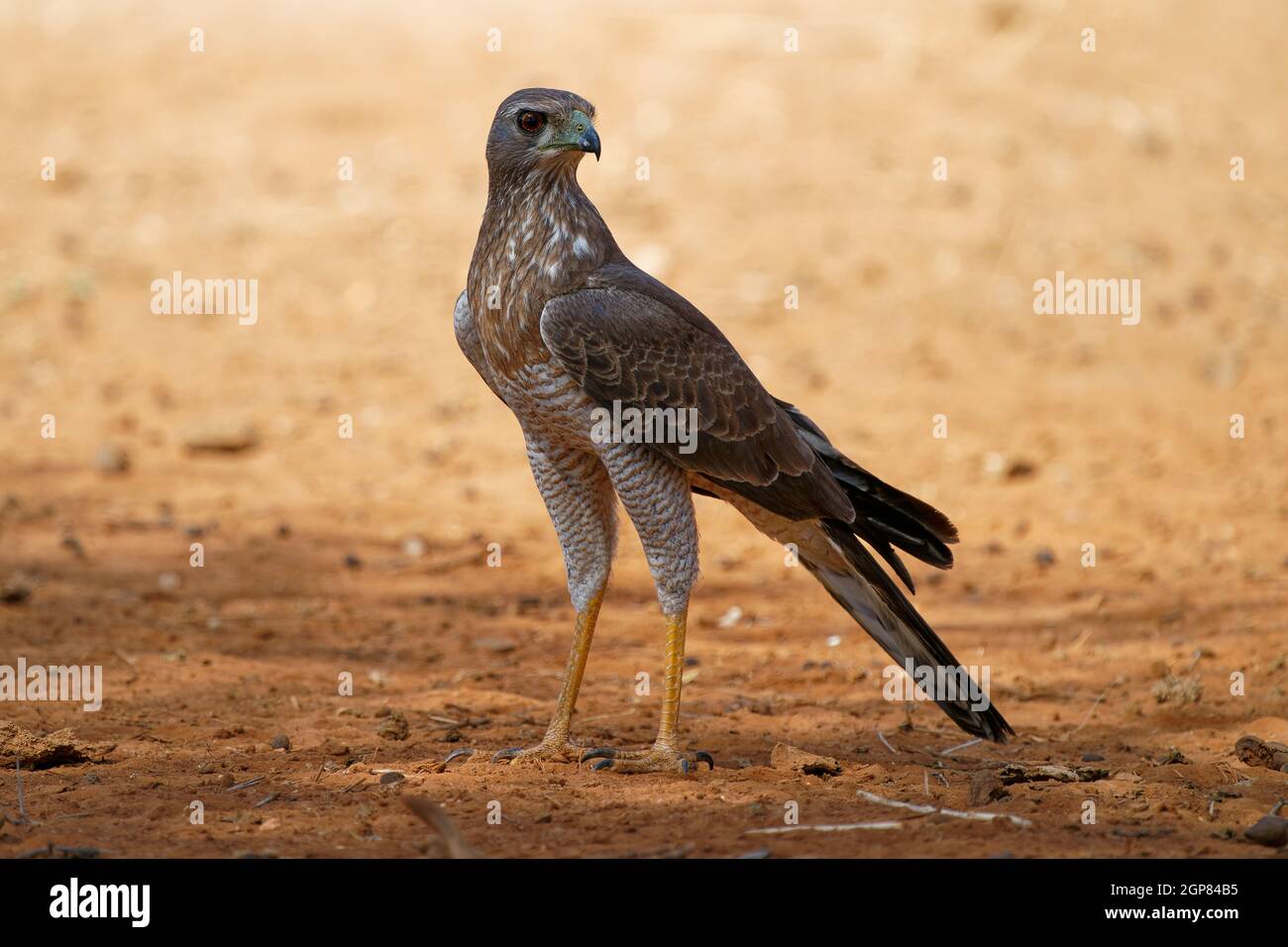 Dark Chanting-goshawk - Melierax metabates grey bird of prey in Accipitridae, found across sub-Saharan Africa and southern Arabia, standing on the des Stock Photo
