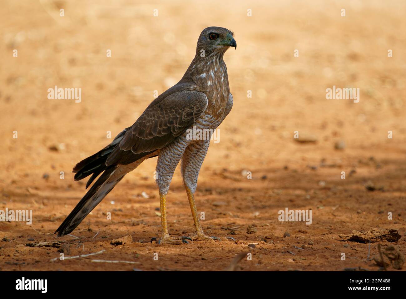 Dark Chanting-goshawk - Melierax metabates grey bird of prey in Accipitridae, found across sub-Saharan Africa and southern Arabia, standing on the des Stock Photo