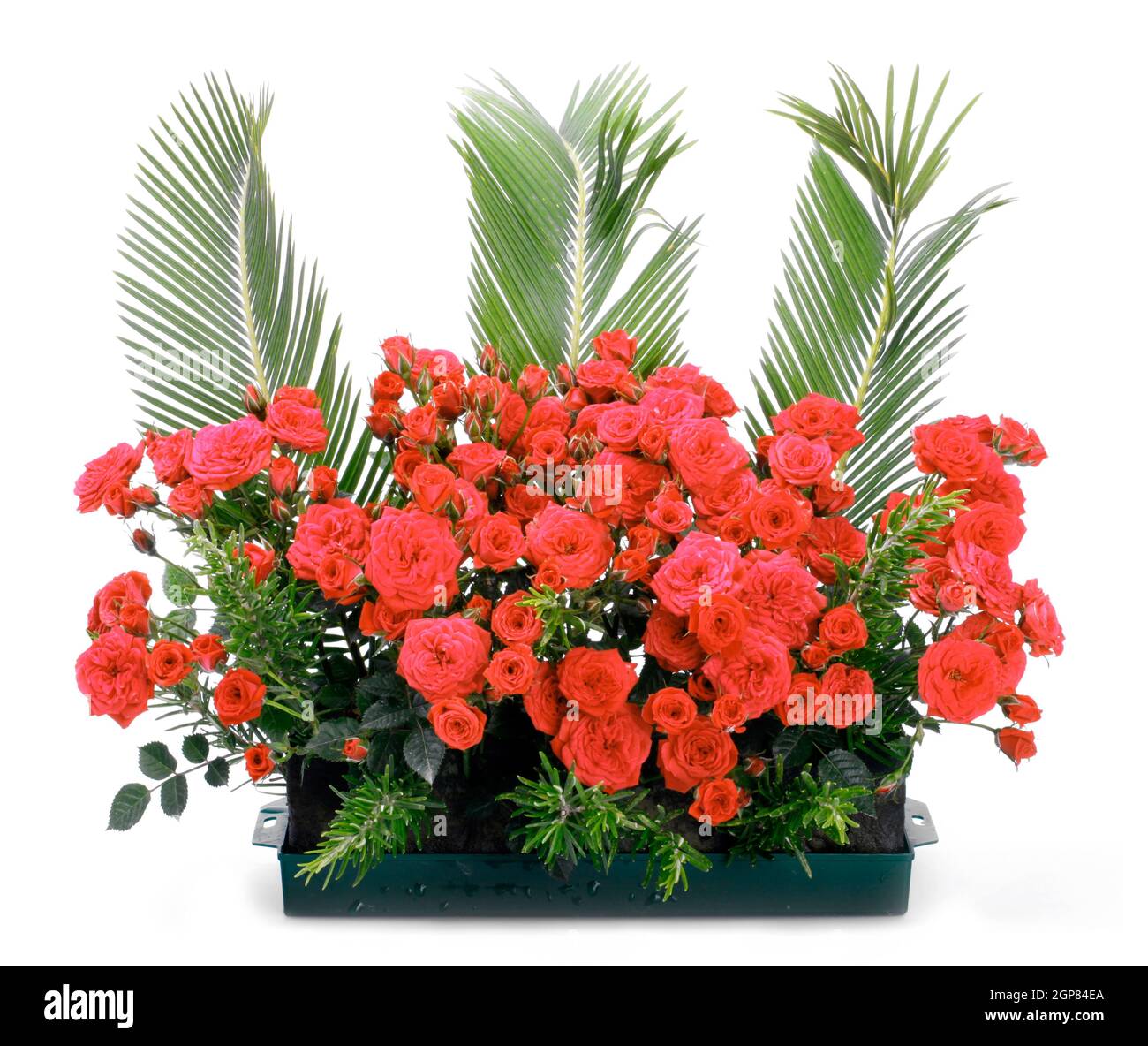 Flowerpot with small red roses and branches of cycas revoluta. Stock Photo