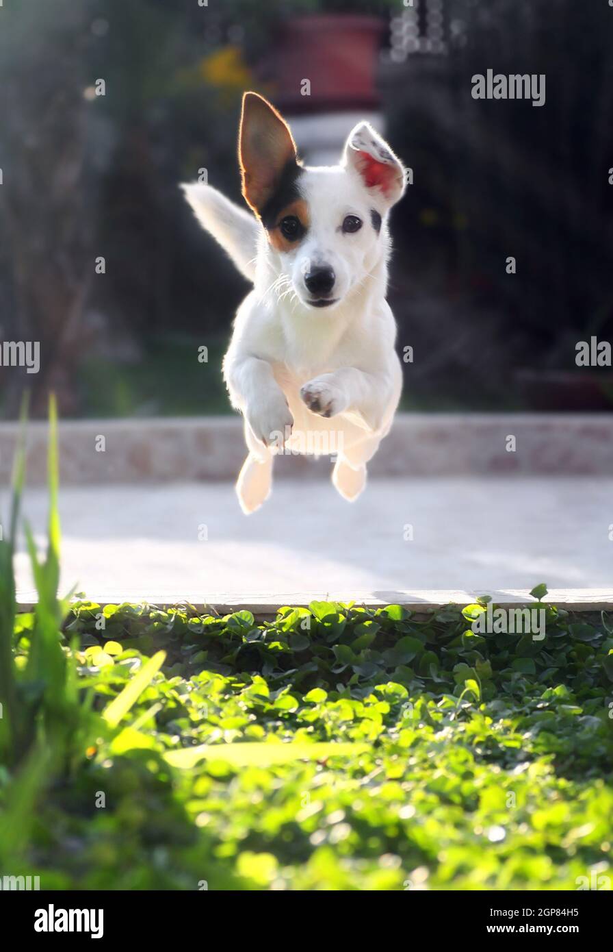 Jumping jack russell terrier for thrown ball aport Stock Photo Alamy