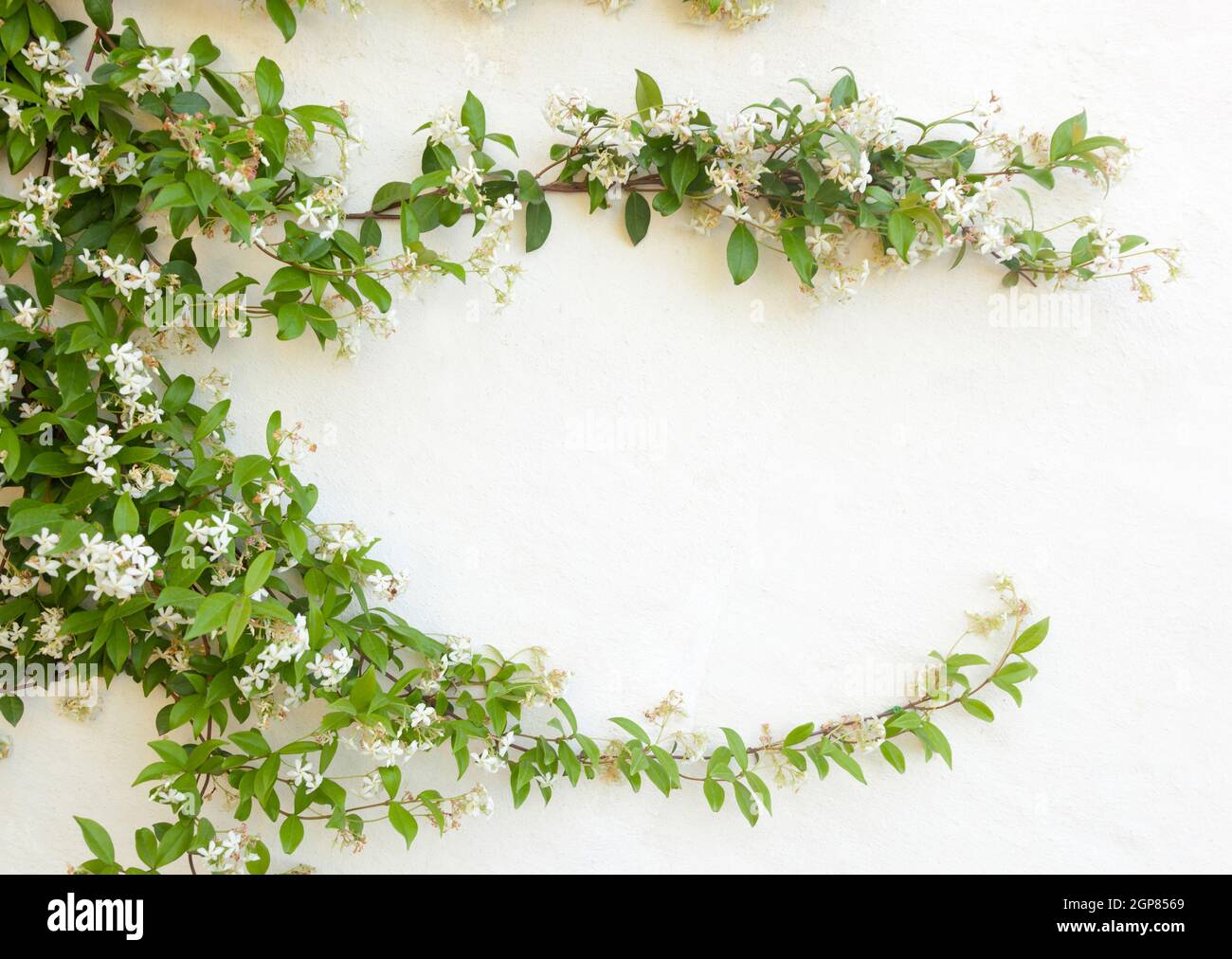 Natural frame of jasmine flowers on white wall. Stock Photo
