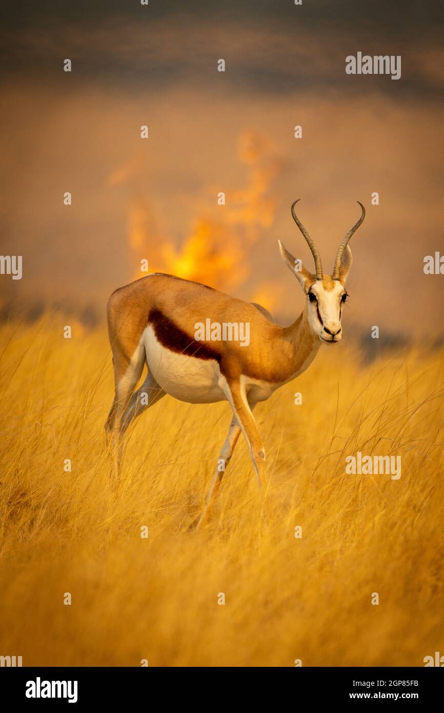 Springbok walks through grass ahead of fire Stock Photo - Alamy